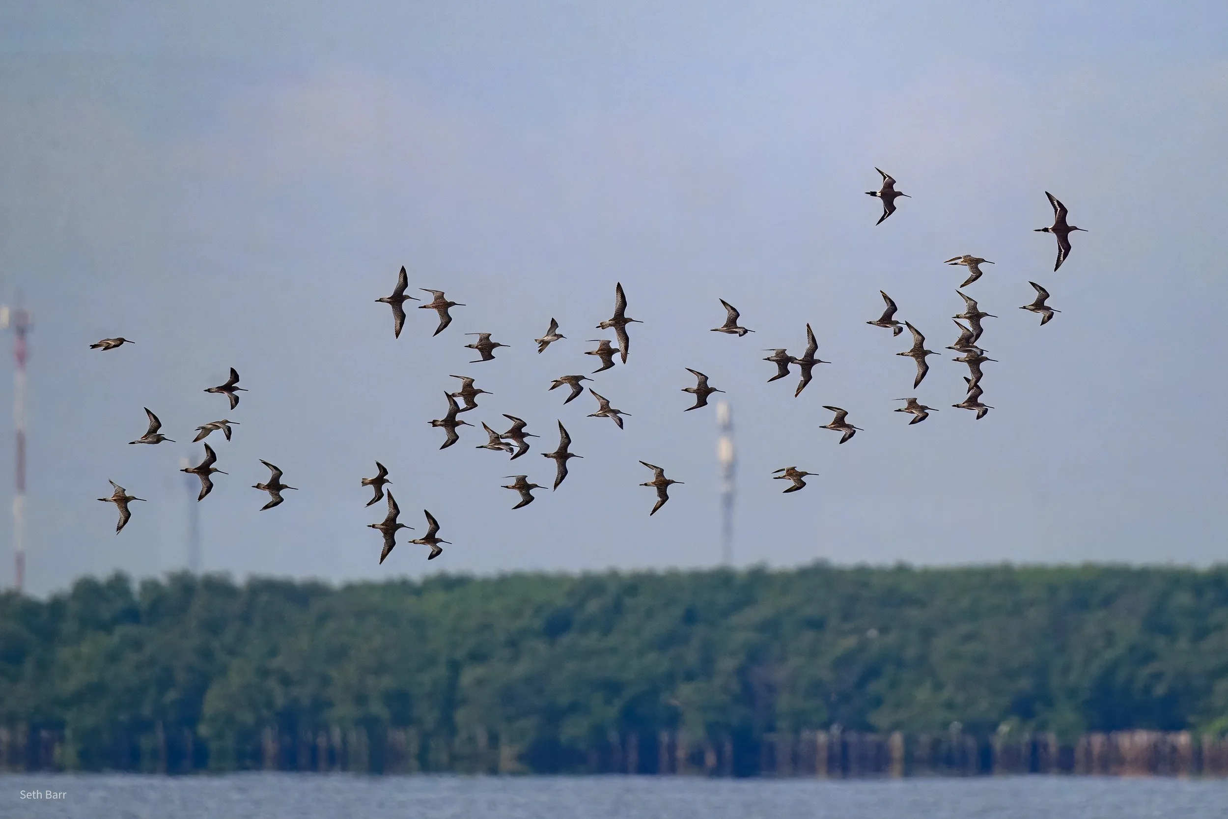 Black-Tailed Godwit