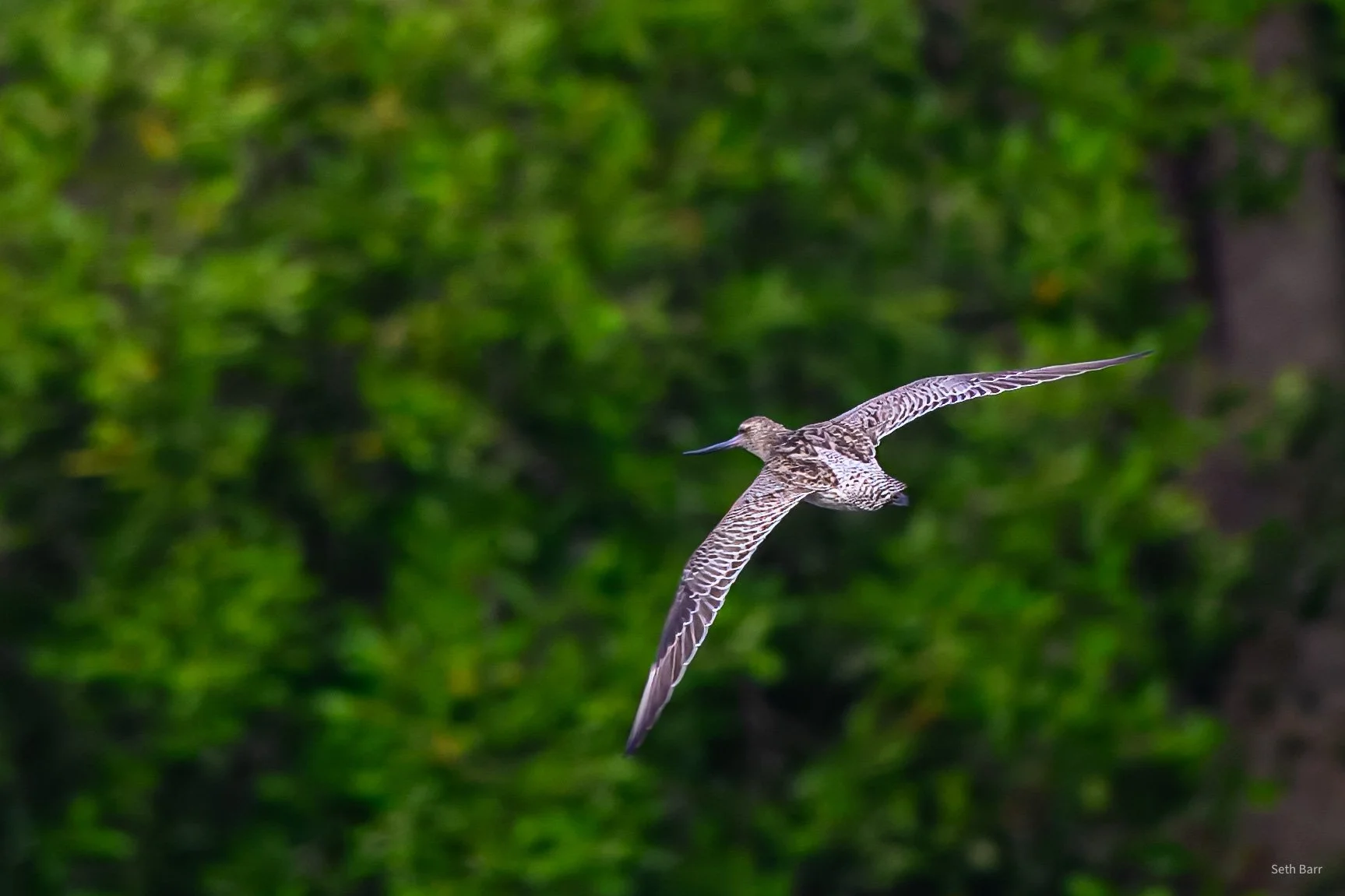 Bar-Tailed Godwit