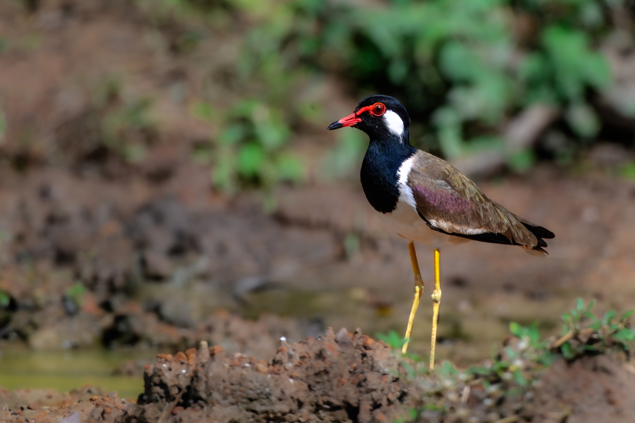 Red-Wattled Lapwing