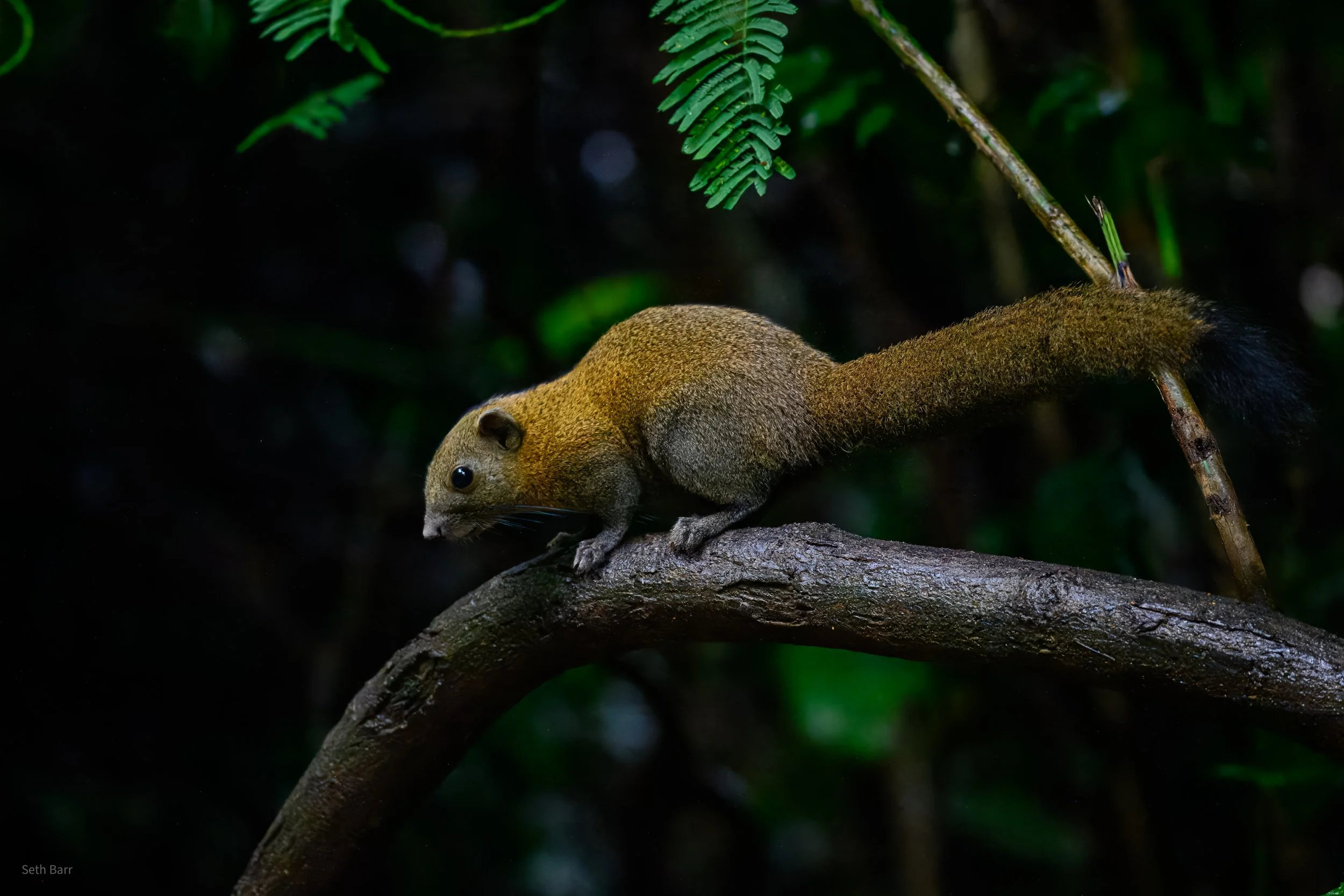 Northern Grey-Bellied Squirrel
