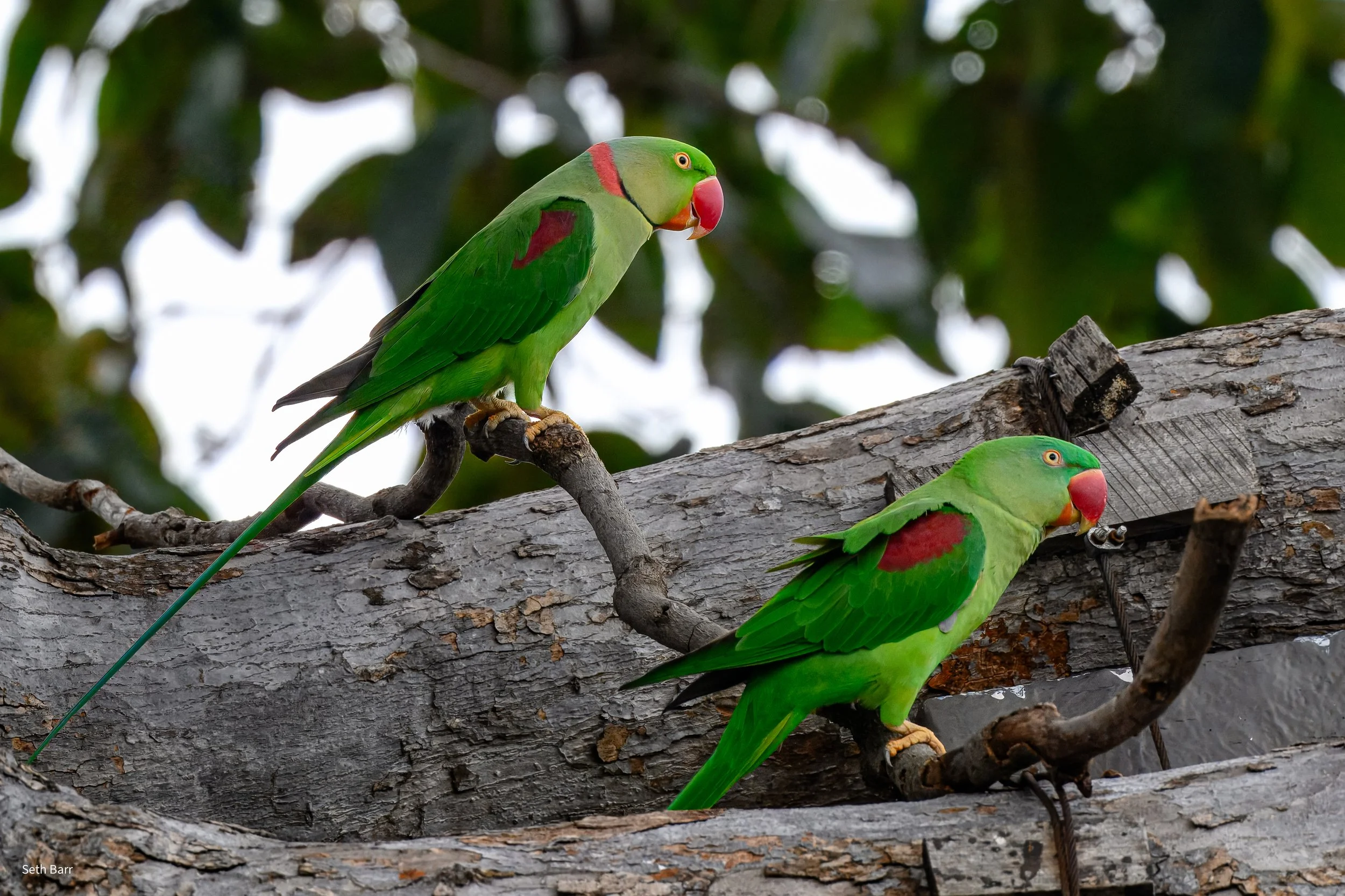 Alexandrine Parakeet 