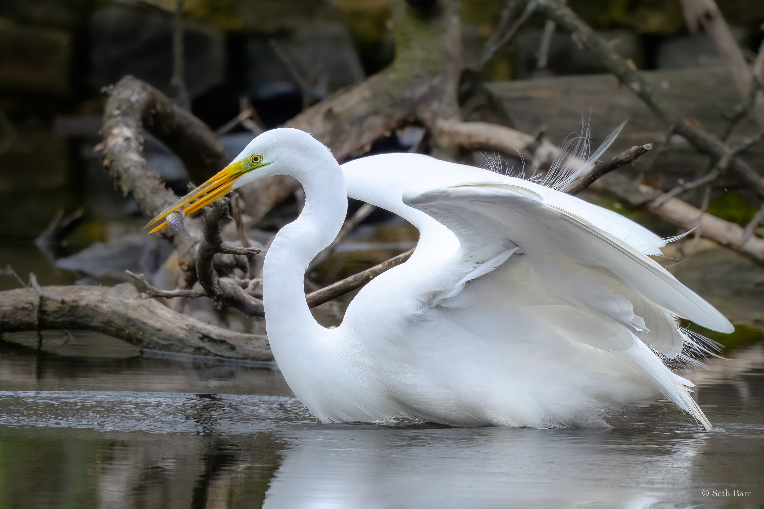 Great Egret