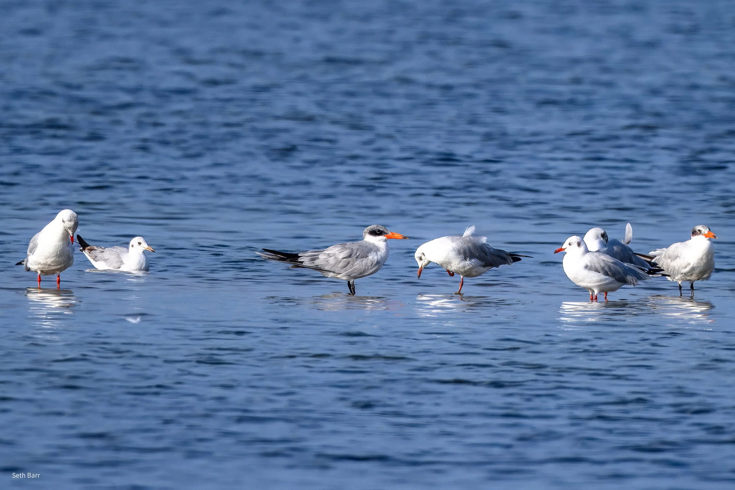 Caspian Tern