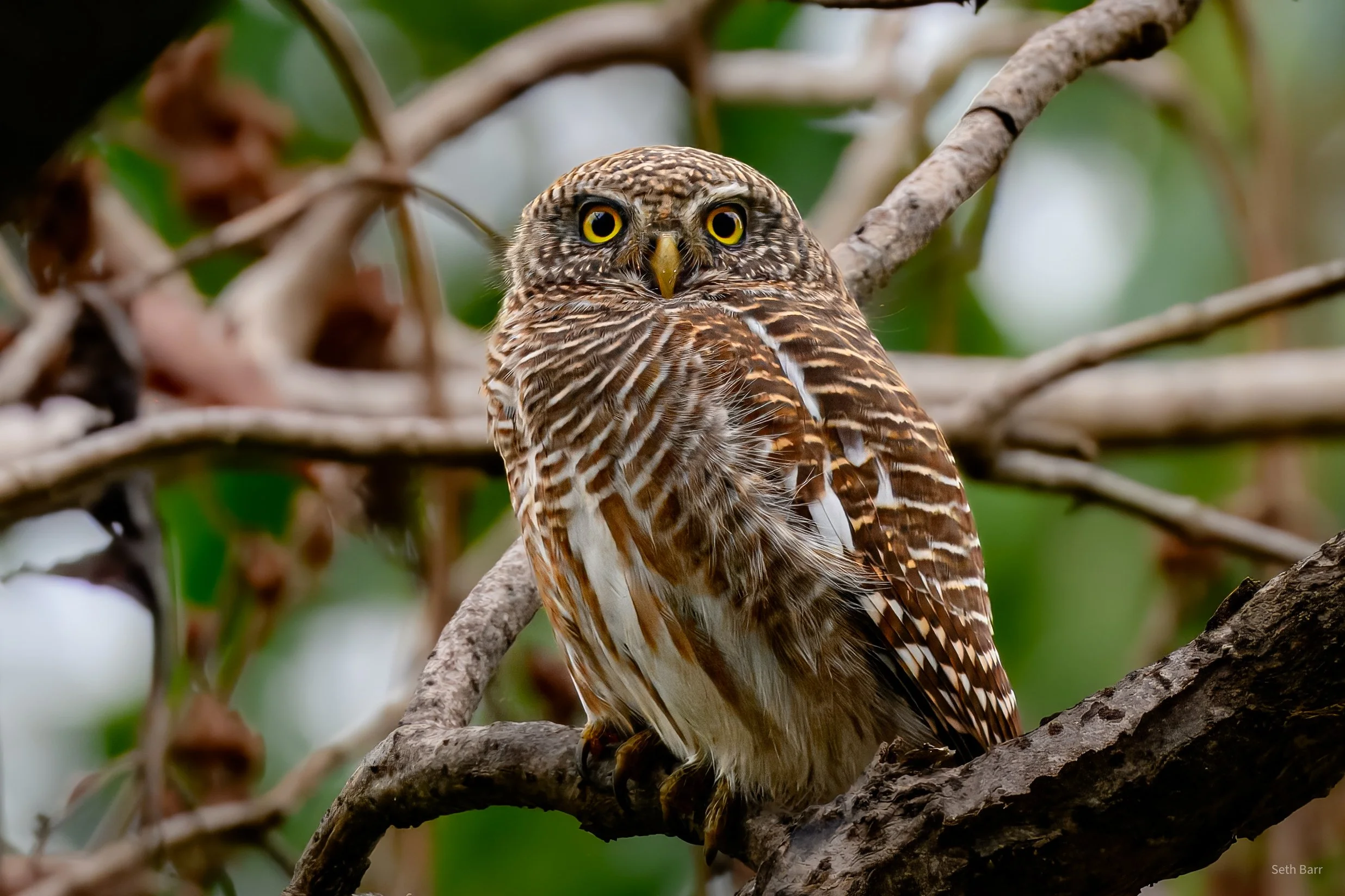 Asian Barred Owlet