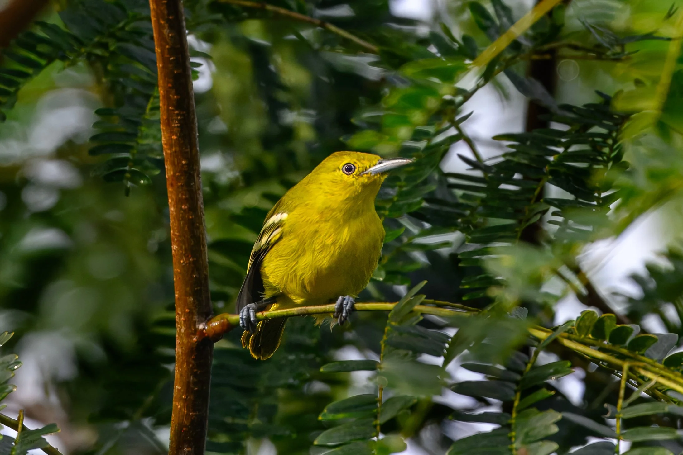 Common Iora