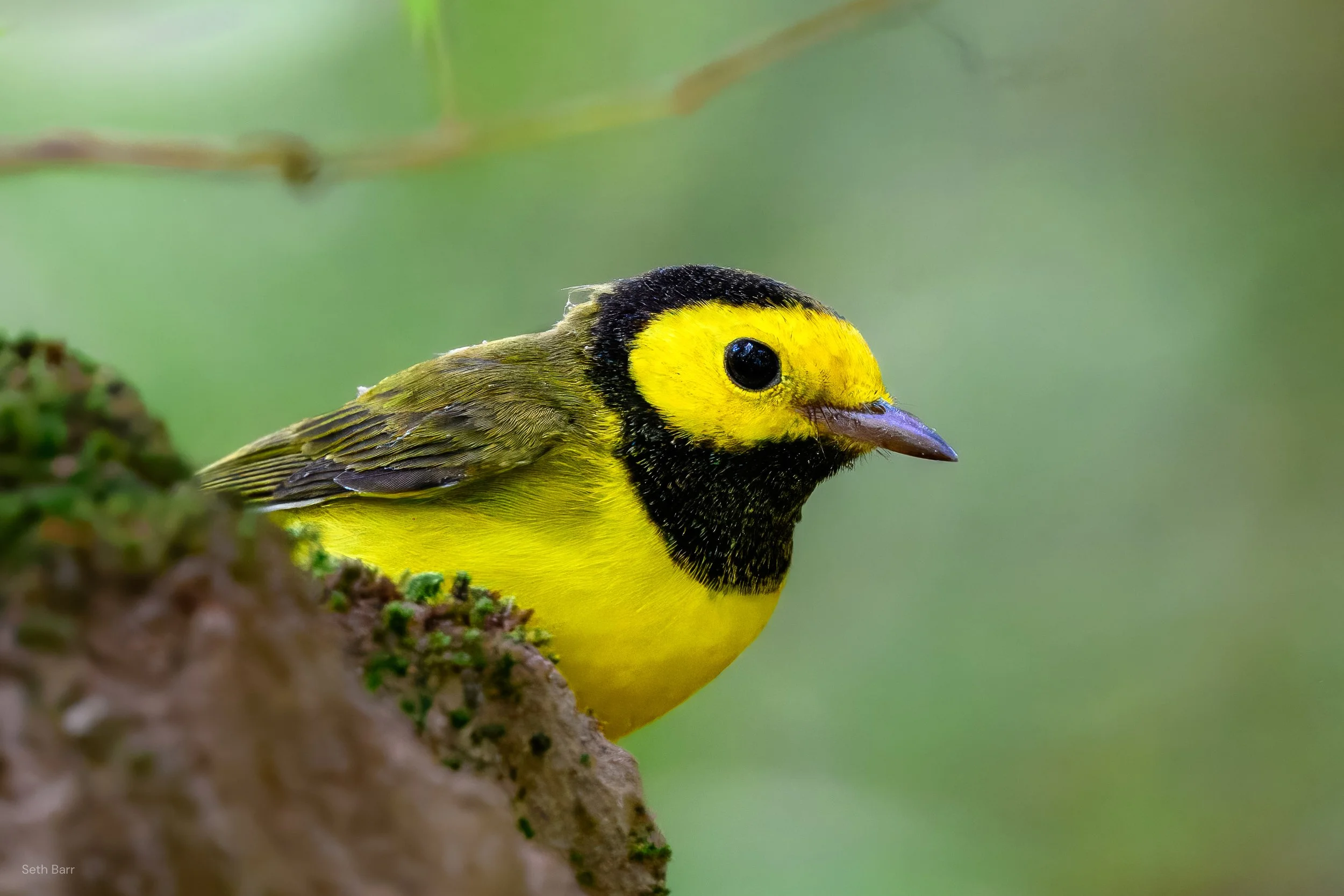 Hooded Warbler