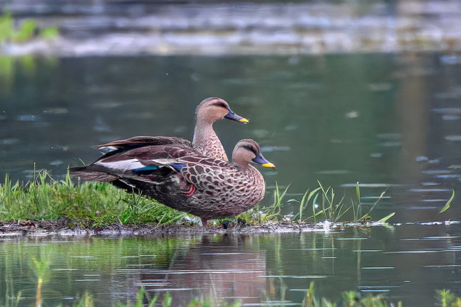Indian Spotbilled Duck