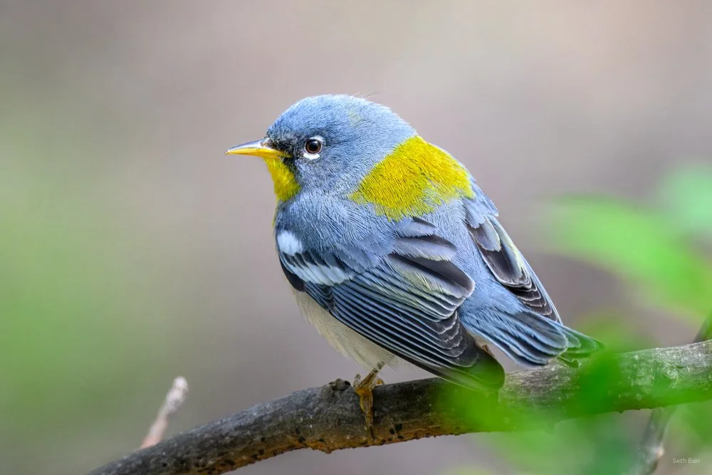 Northern Parula