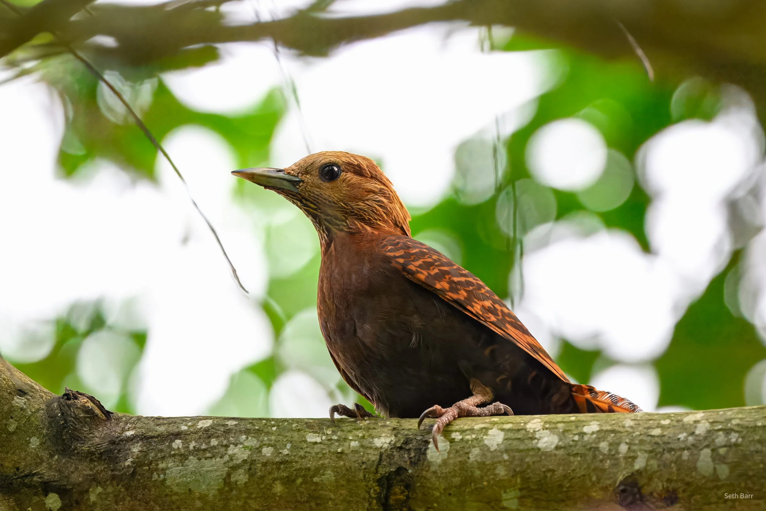 Rufous Woodpecker - Guangxi Zhuang Autonomous Region