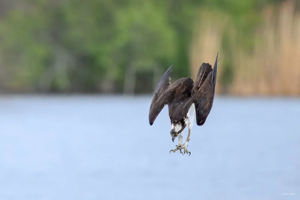Osprey