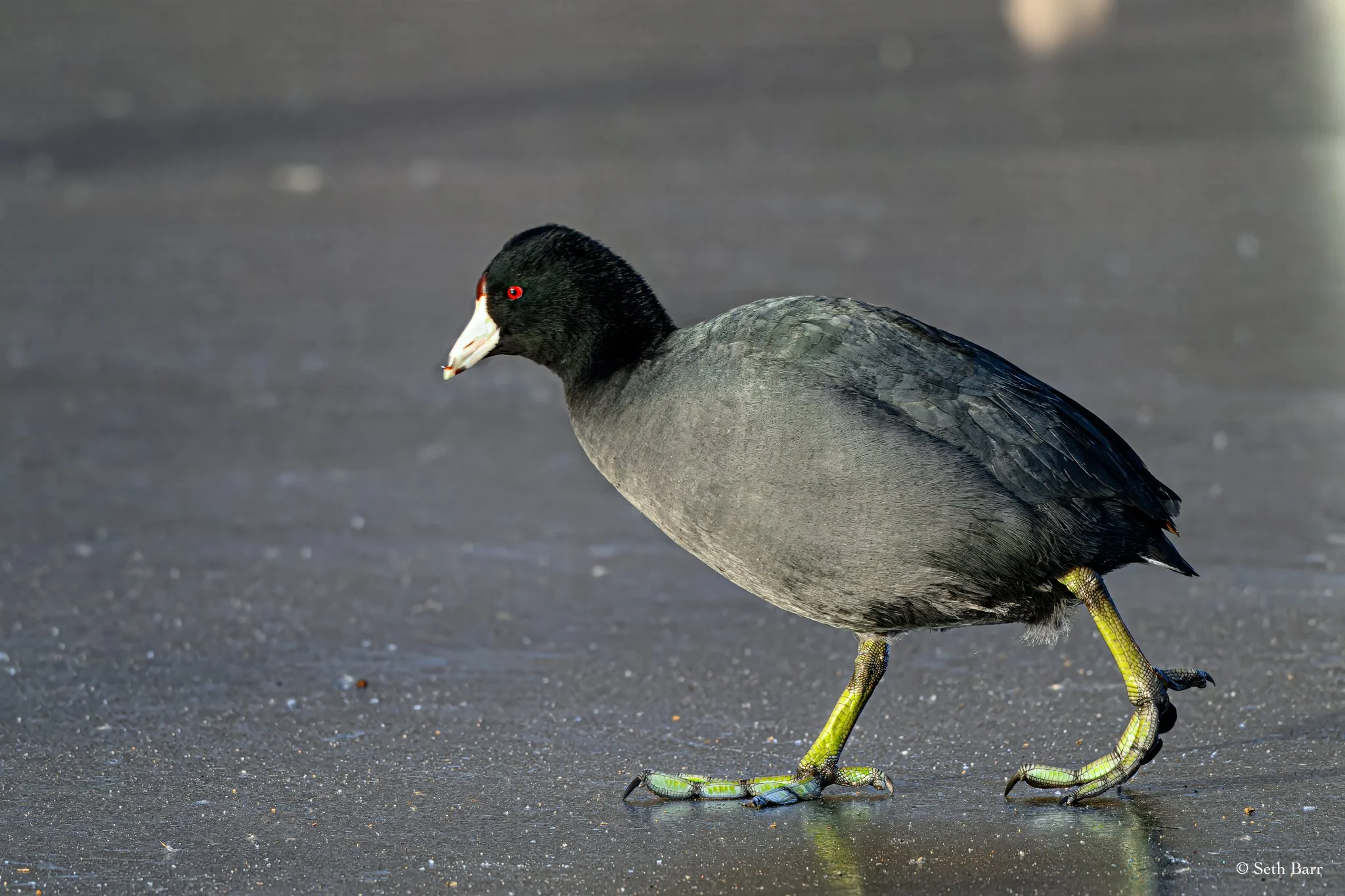American Coot