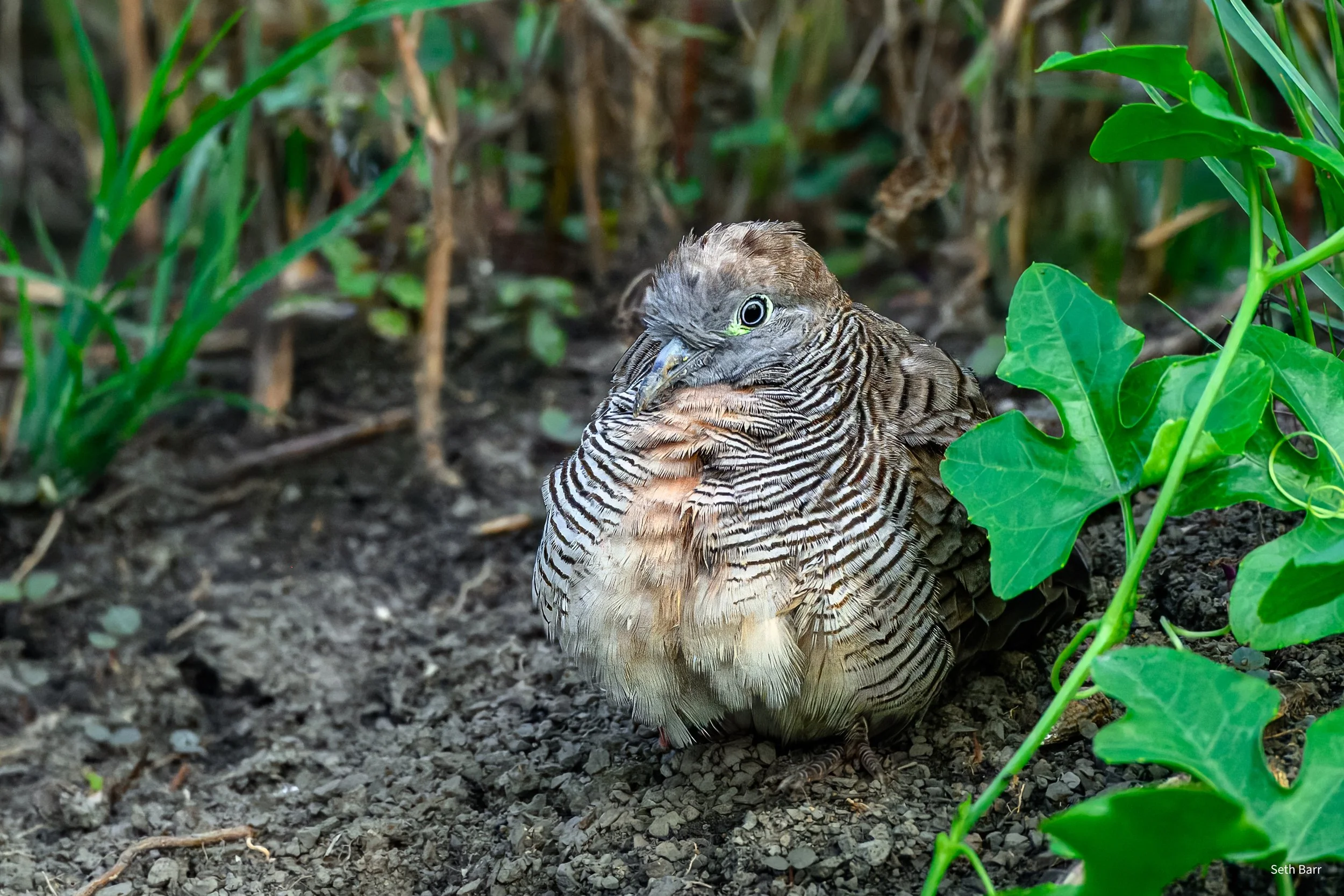 Zebra Dove