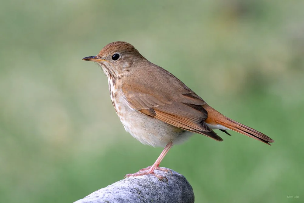 Hermit Thrush