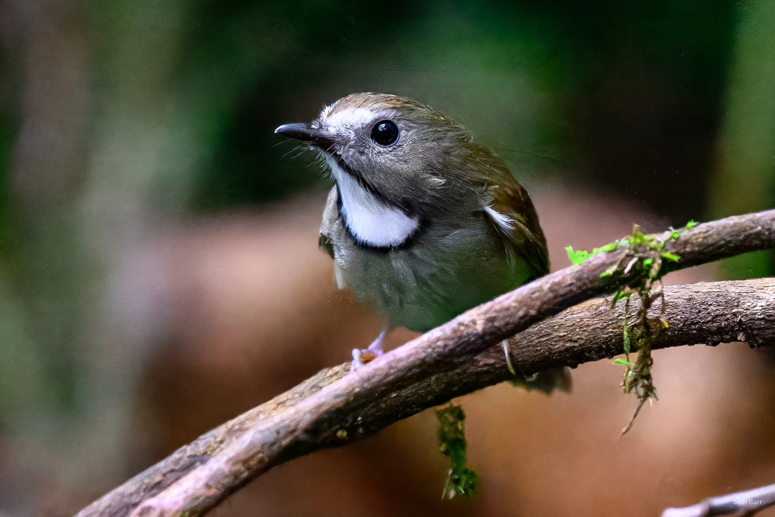 White-Gorgeted Flycatcher
