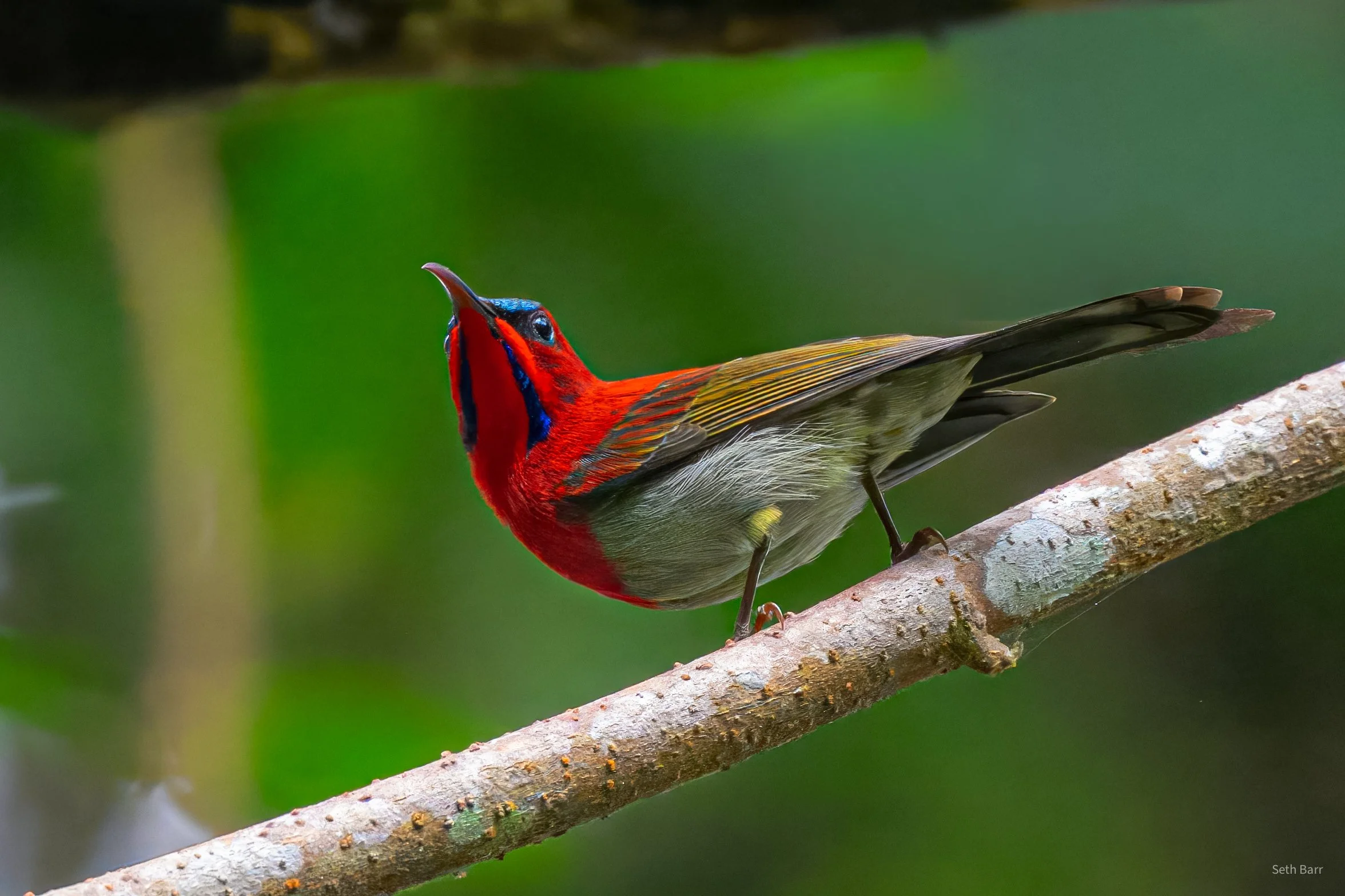 Crimson Sunbird