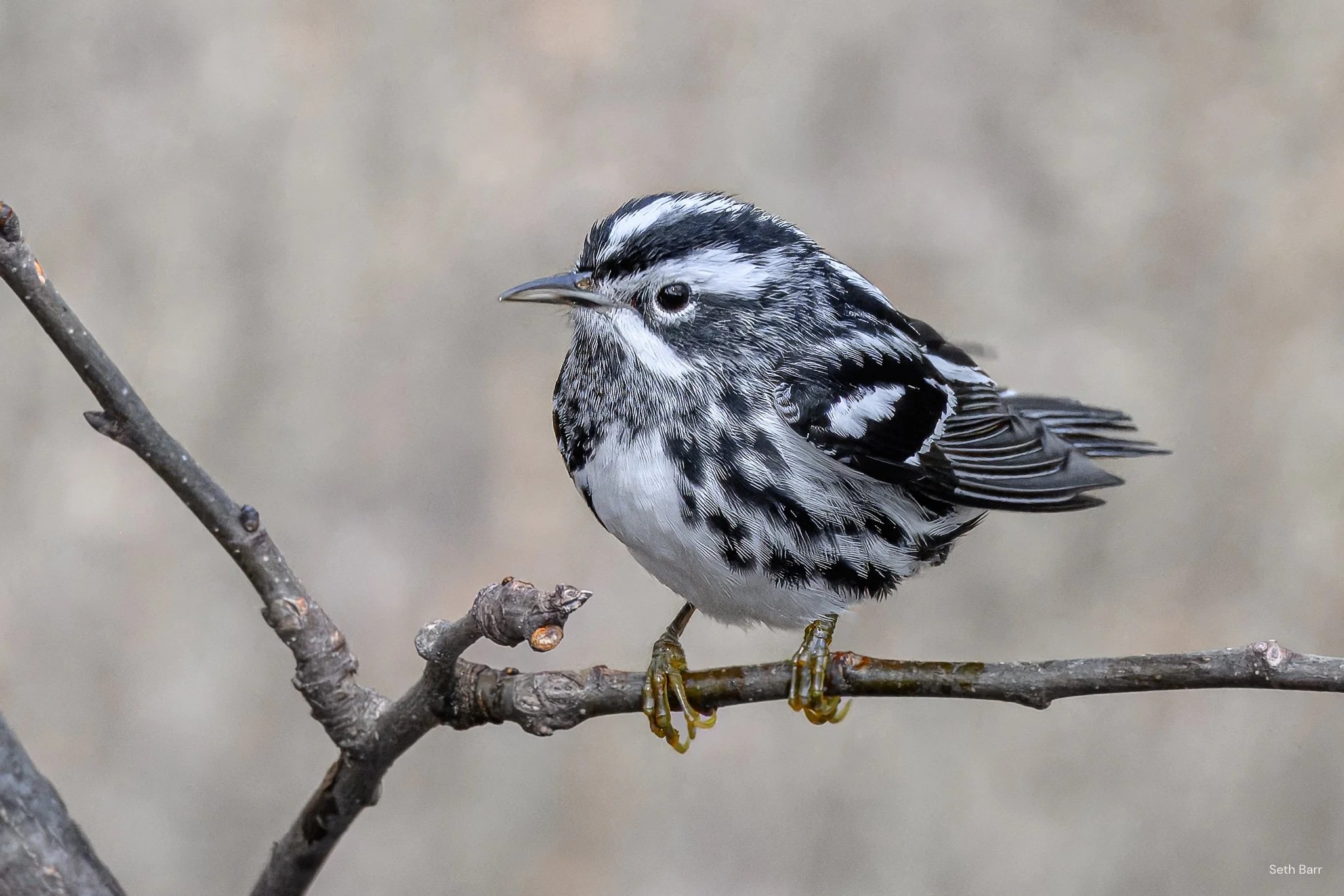 Black and White Warbler