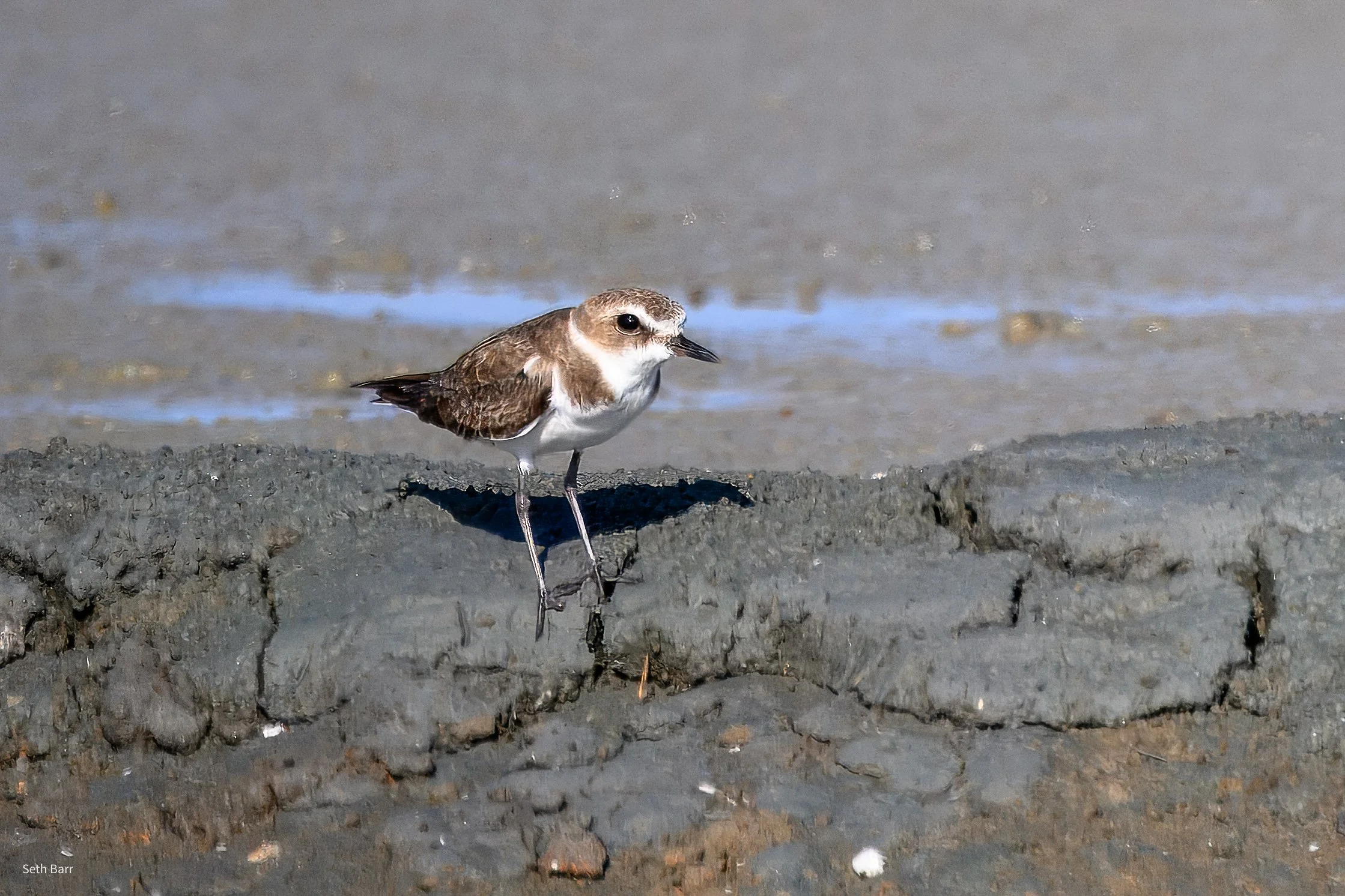 Tibetan Sand Plover