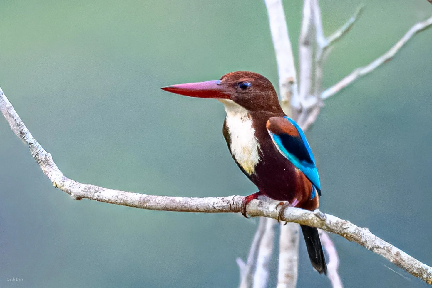 White-Throated Kingfisher