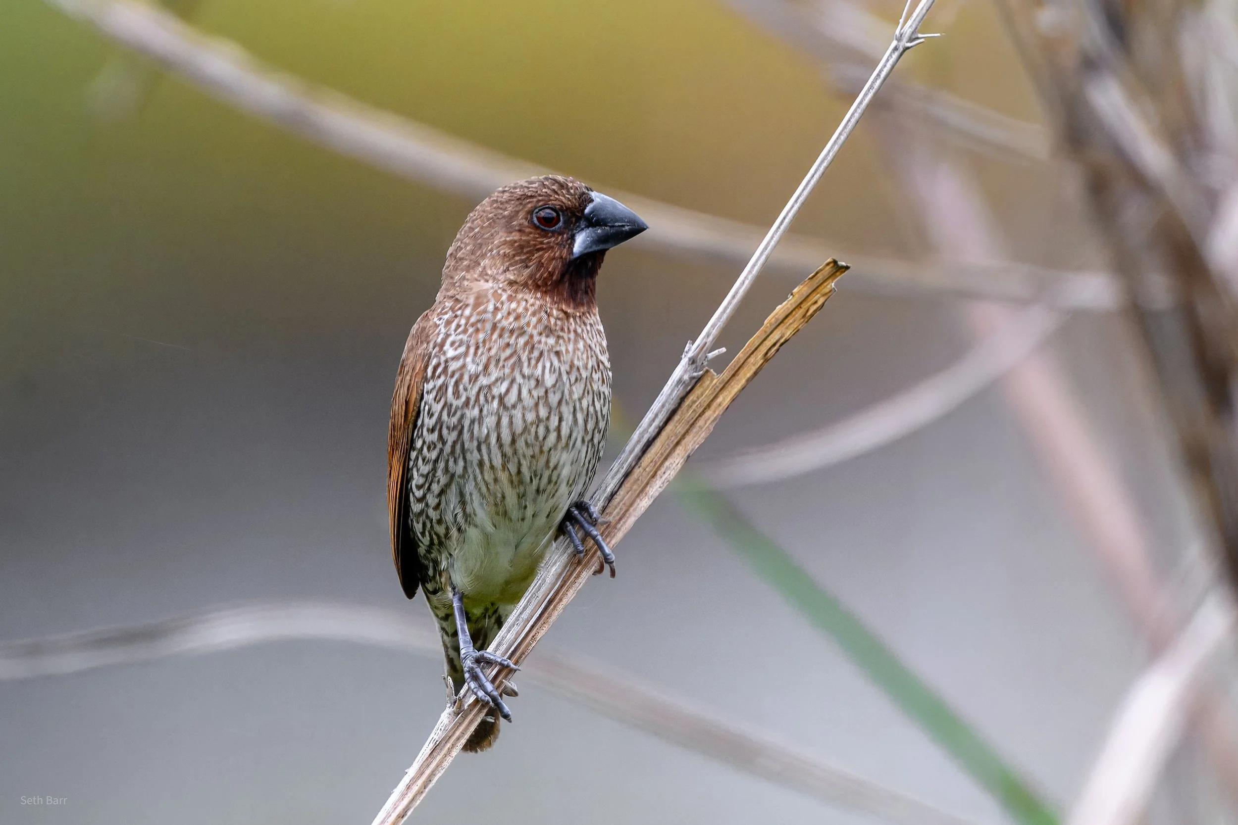 Scaly Breasted Munia