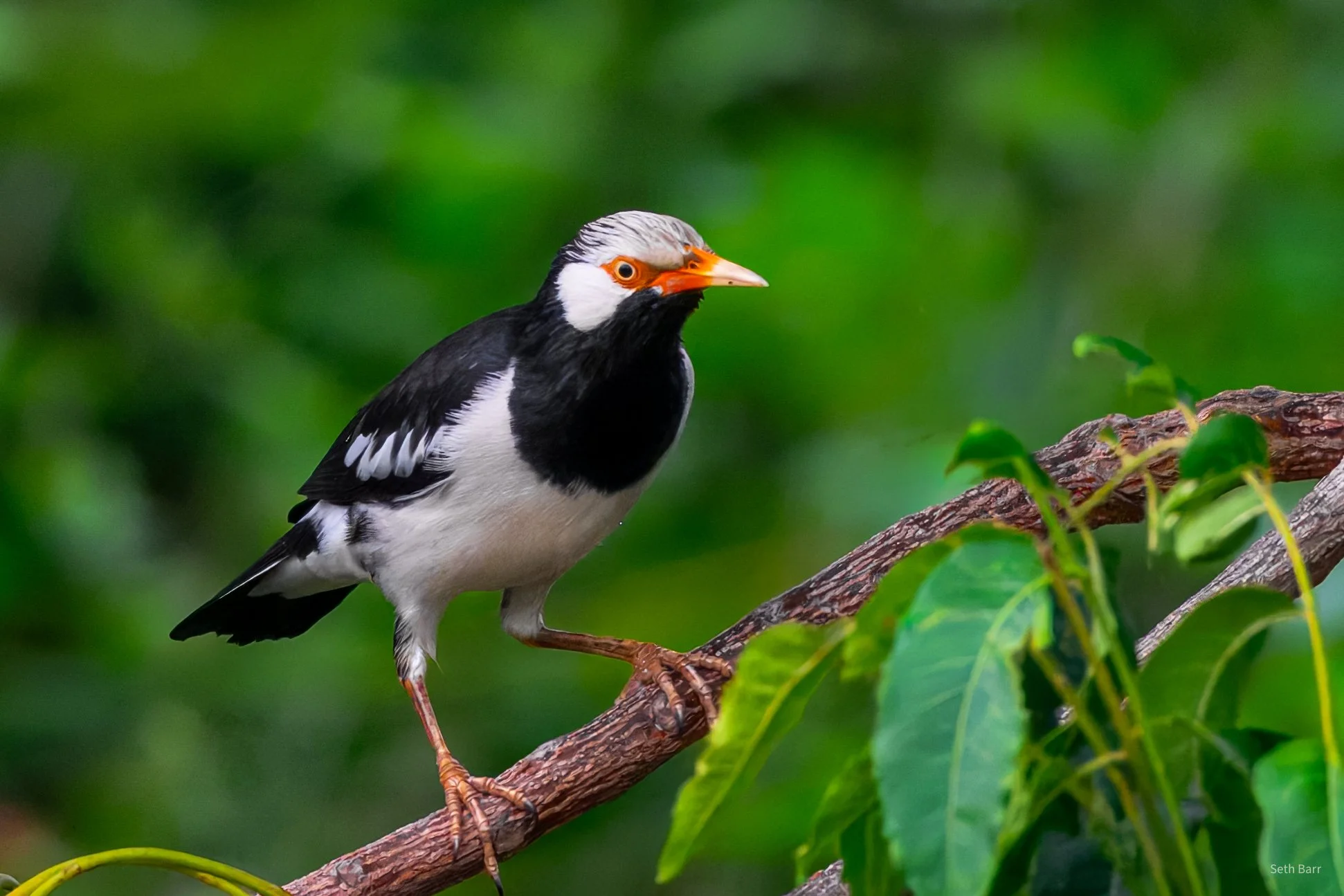 Siamese Pied Starling