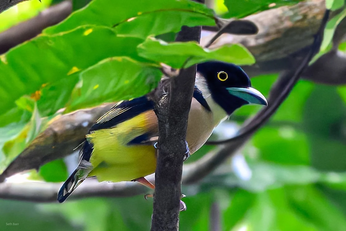 Black and Yellow Broadbill