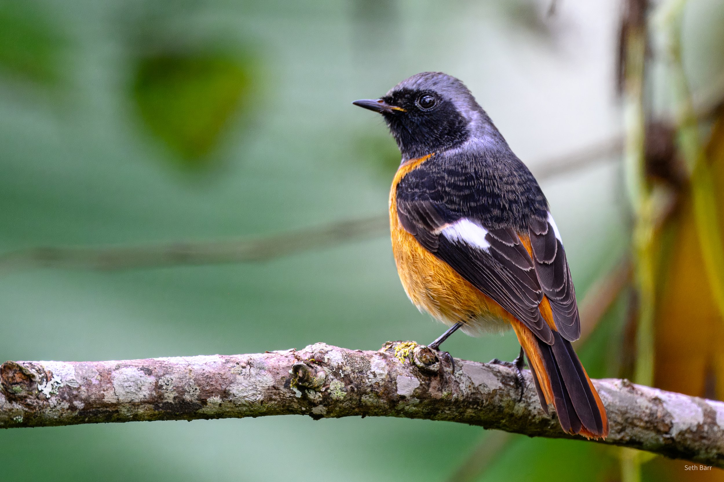 Daurian Redstart