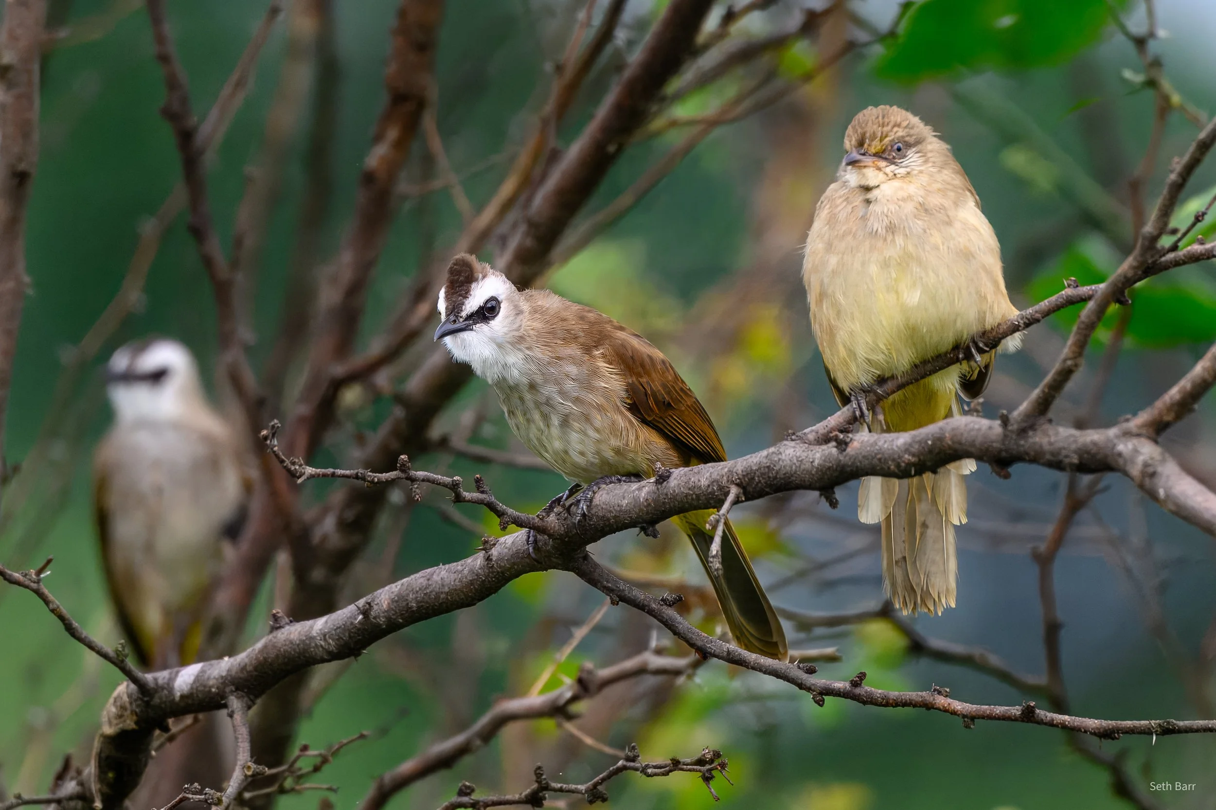 Yellow-Vented and Streak-Eared Bulbul