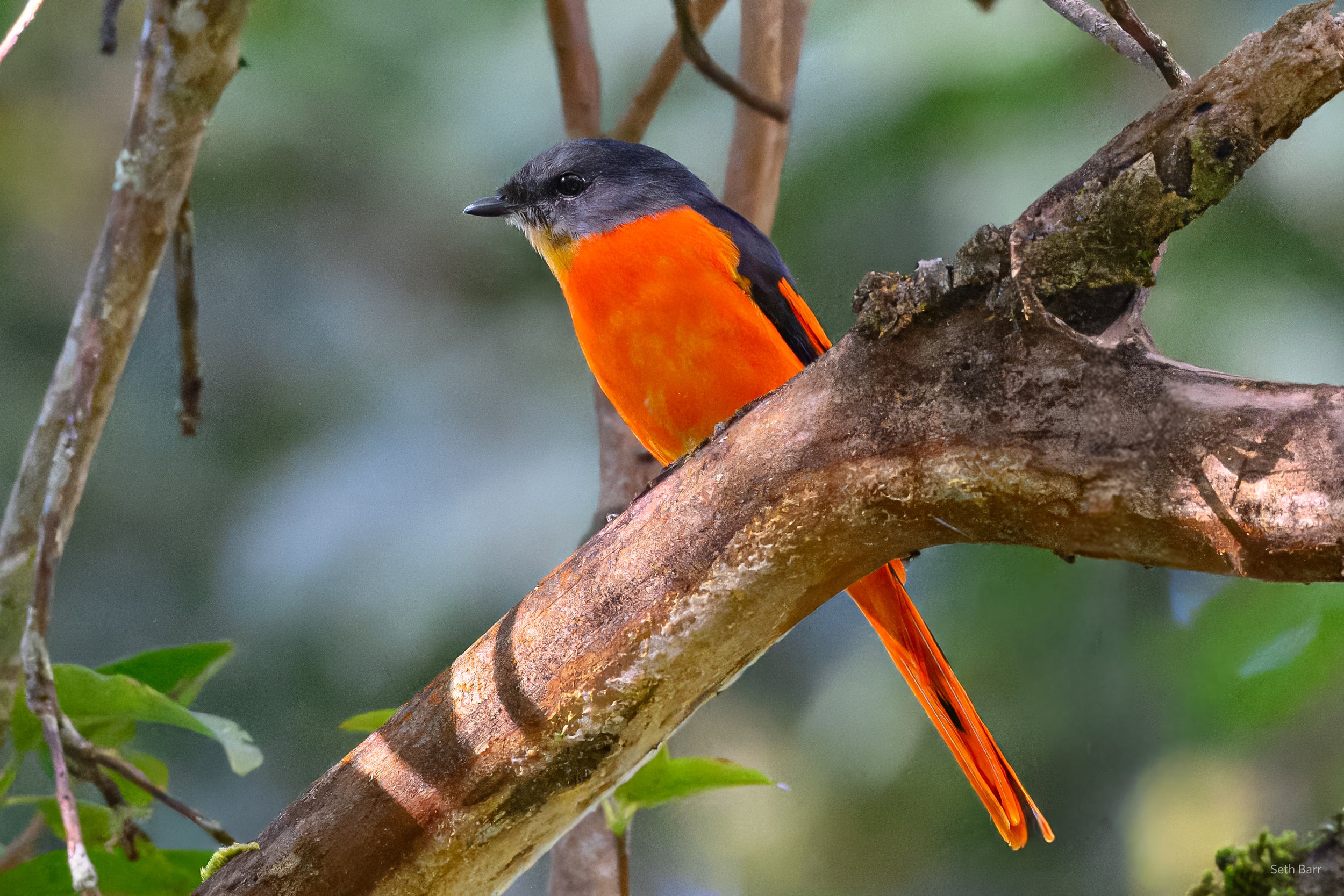 Grey-Chinned Minivet
