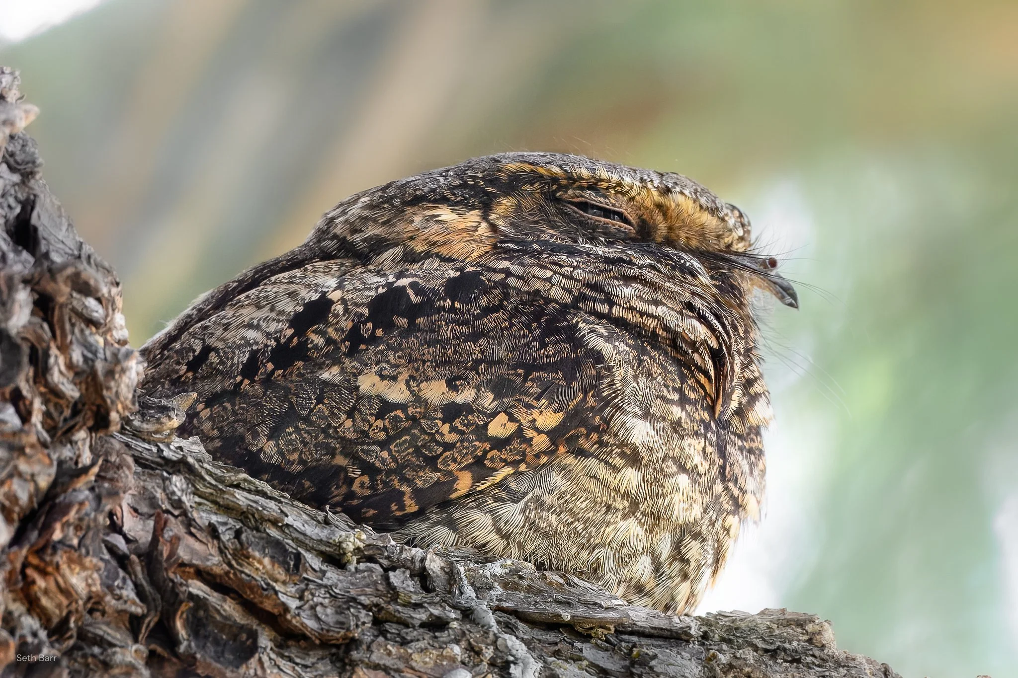 Eastern Whip Poor Will