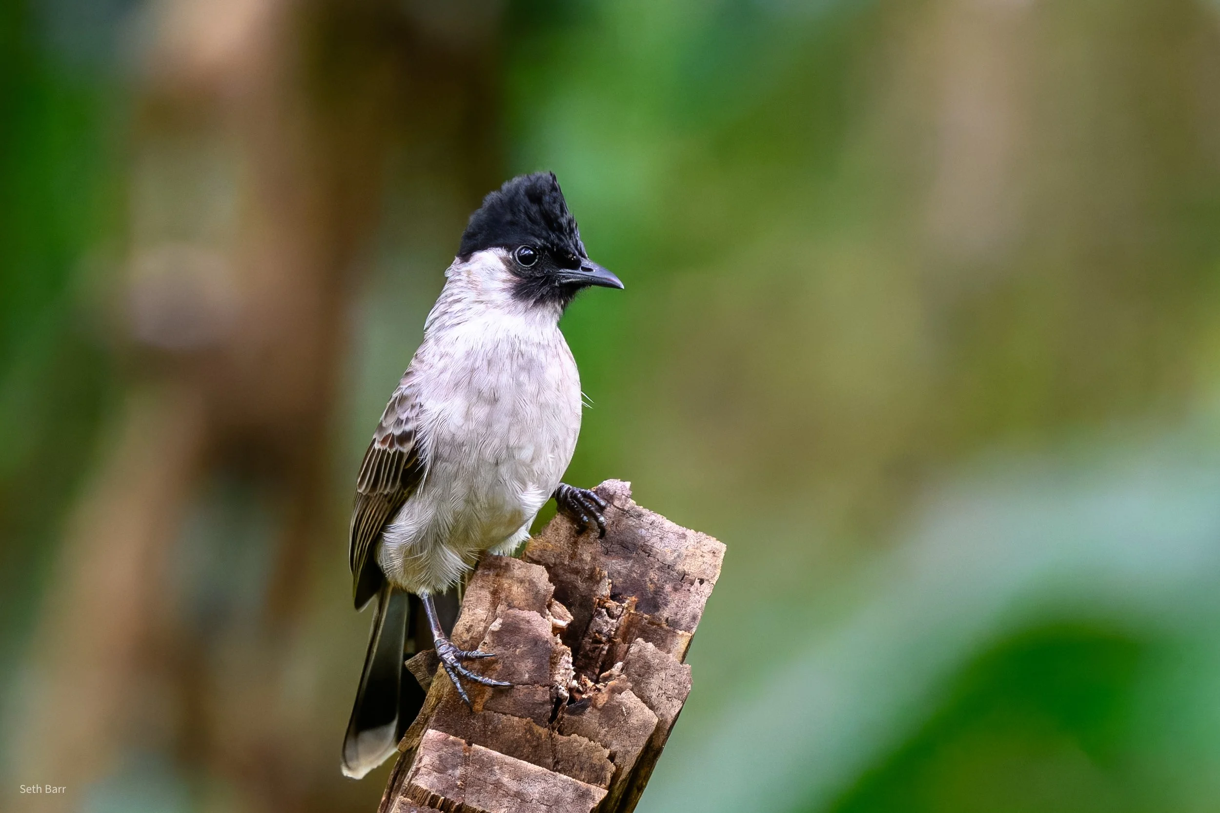 Sooty Headed Bulbul