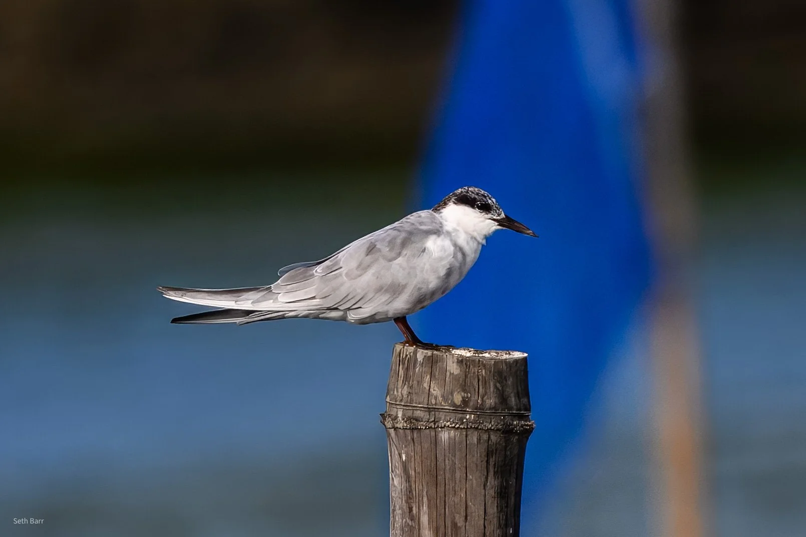 Whiskered Tern