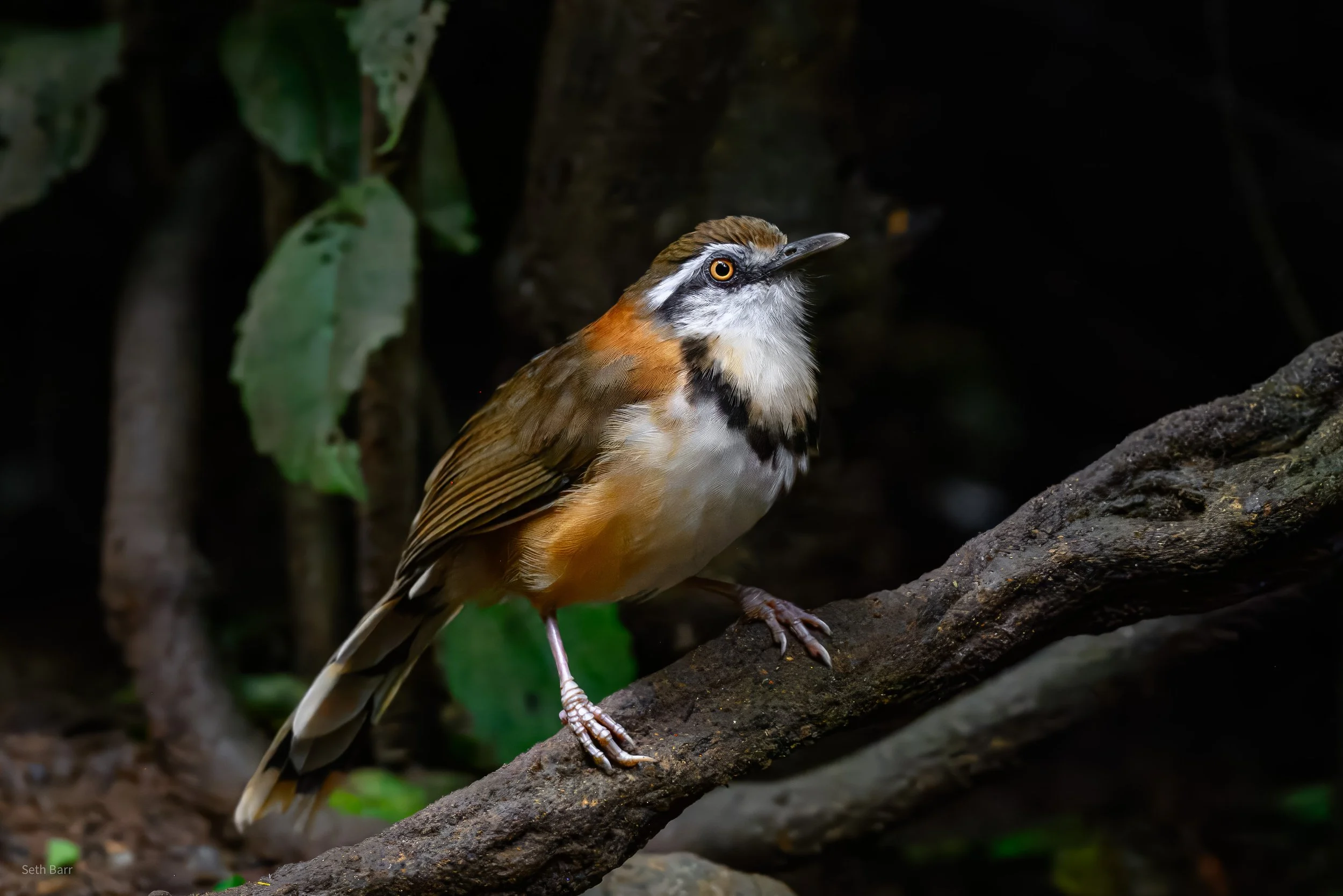 Lesser Necklaced Laughingthrush