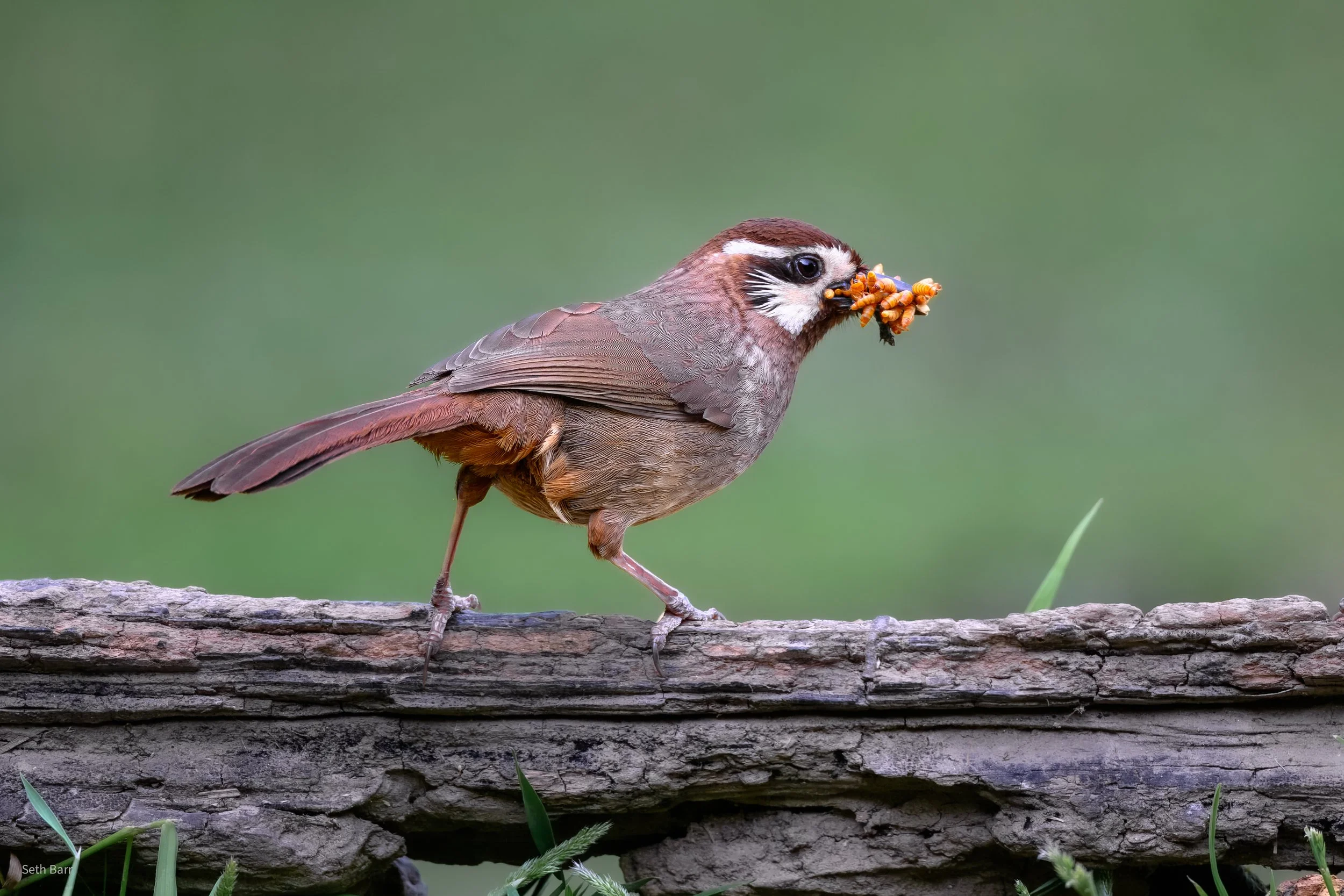 White-Browed Laughingthrush - Shaanxi Province