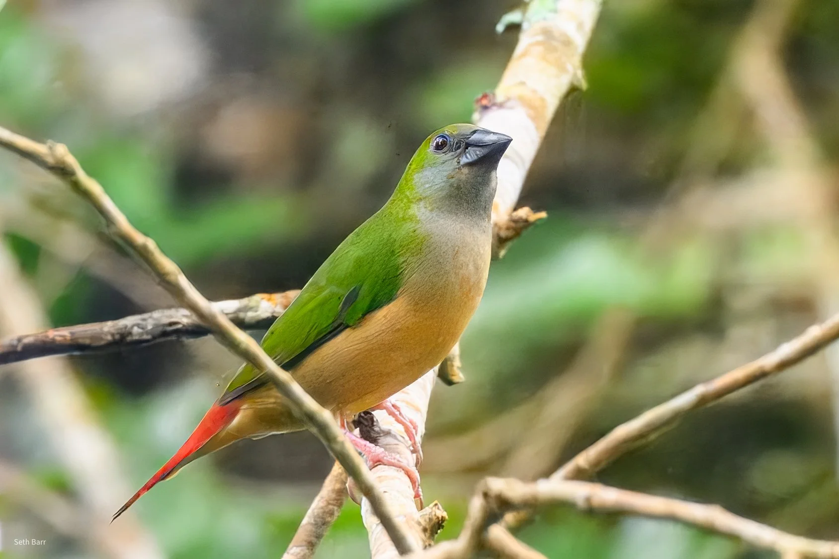 Pin-Tailed Parrotfinch