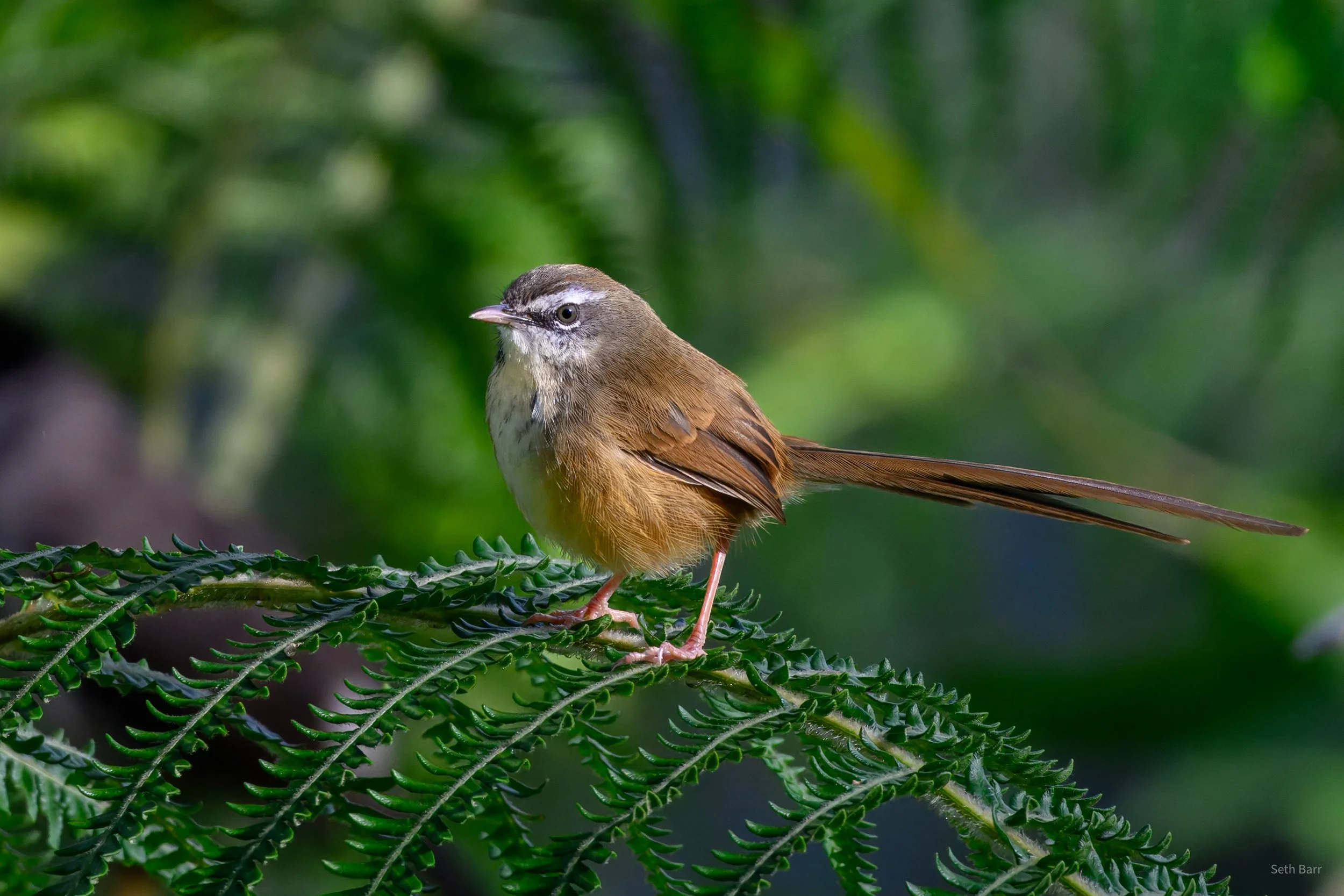 Hill Prinia