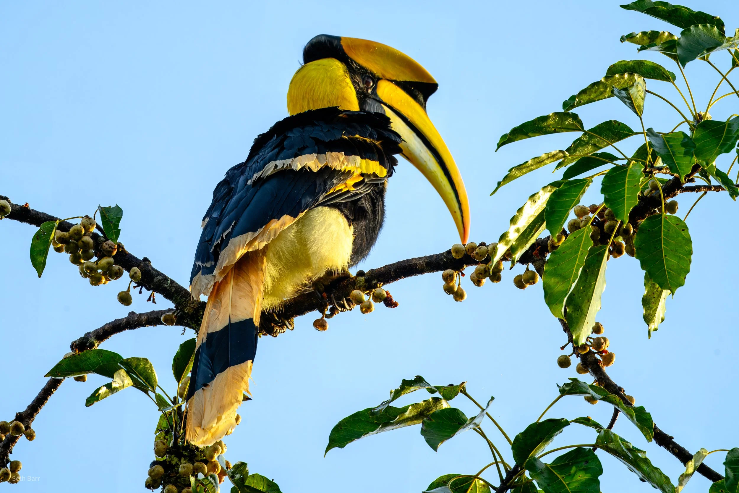 Great Hornbill