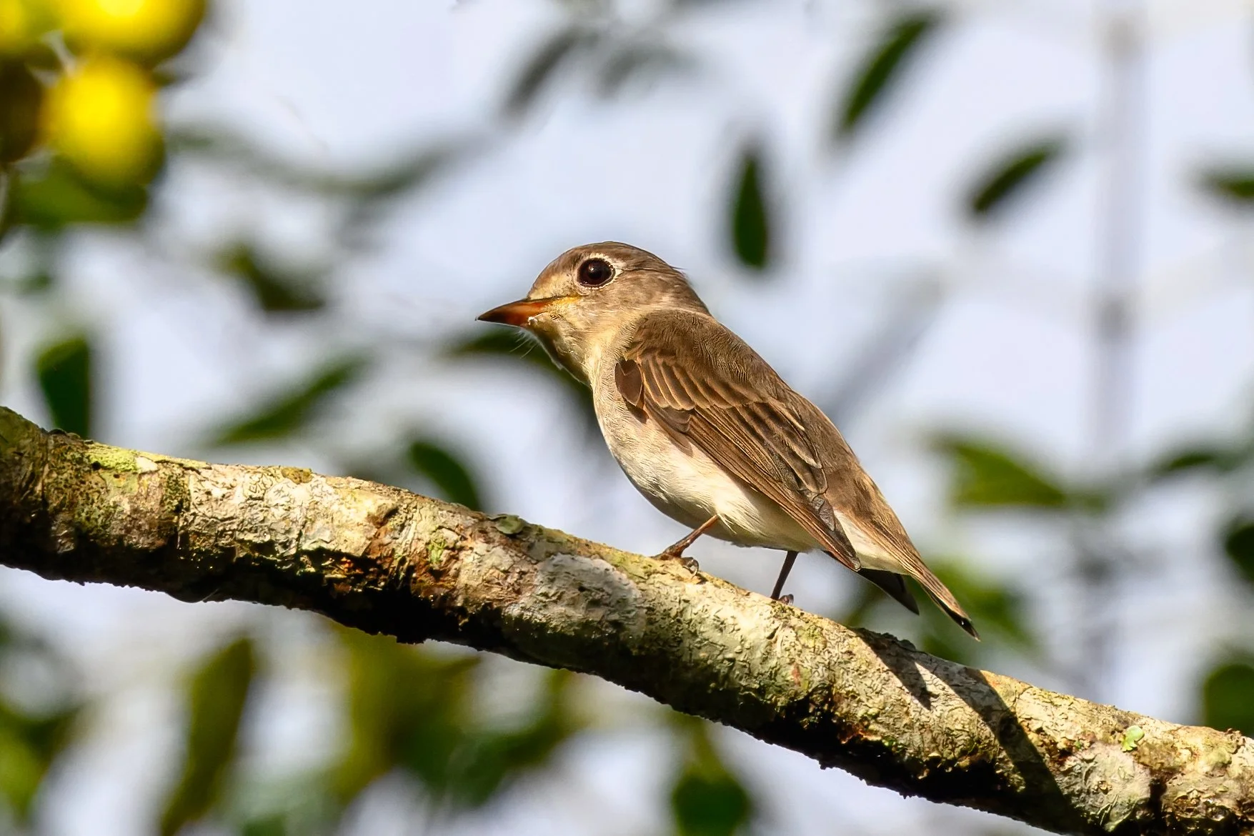 Asian Brown Flycatcher