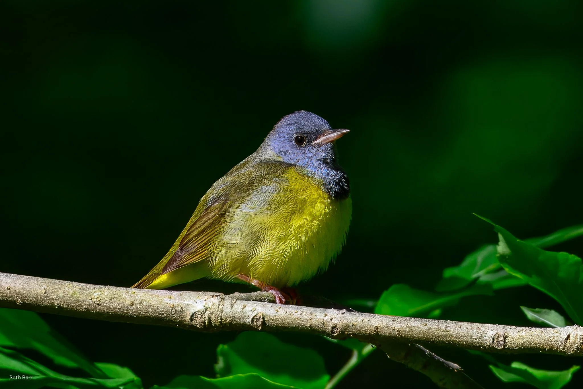 Mourning Warbler