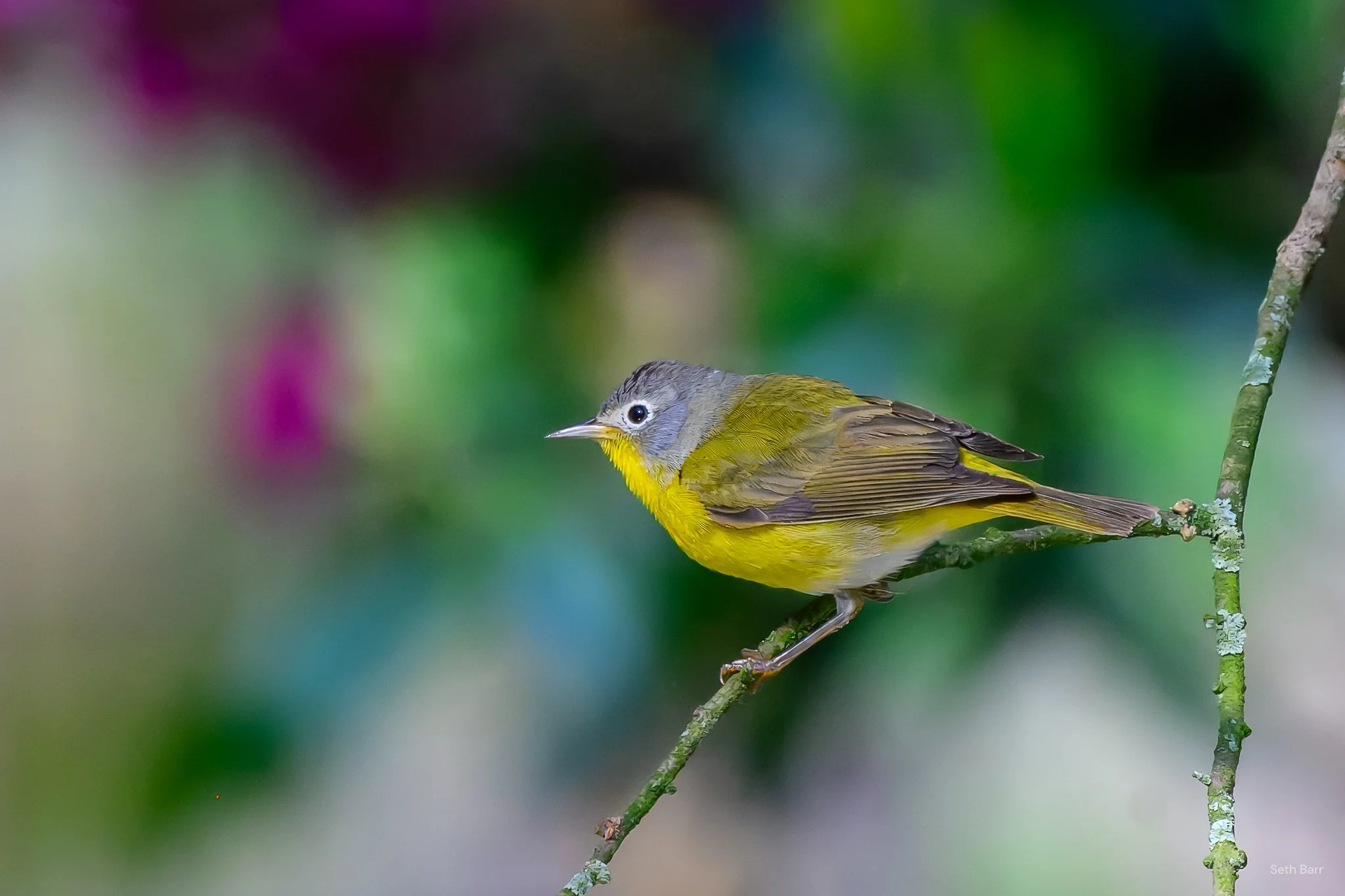 Nashville Warbler
