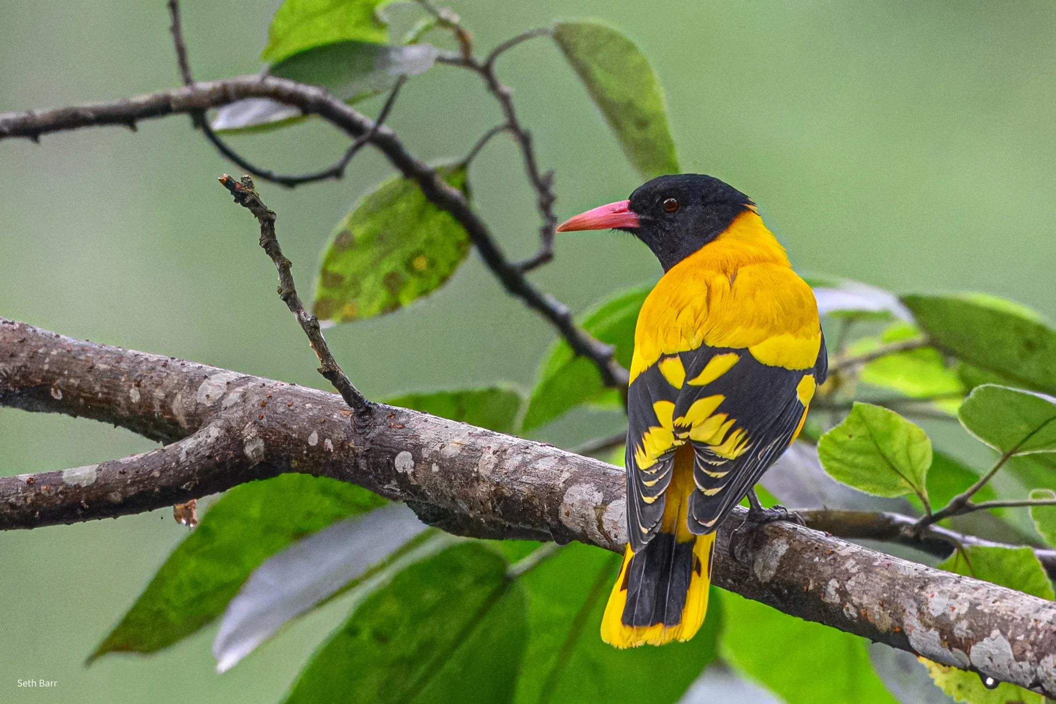 Black-Hooded Oriole