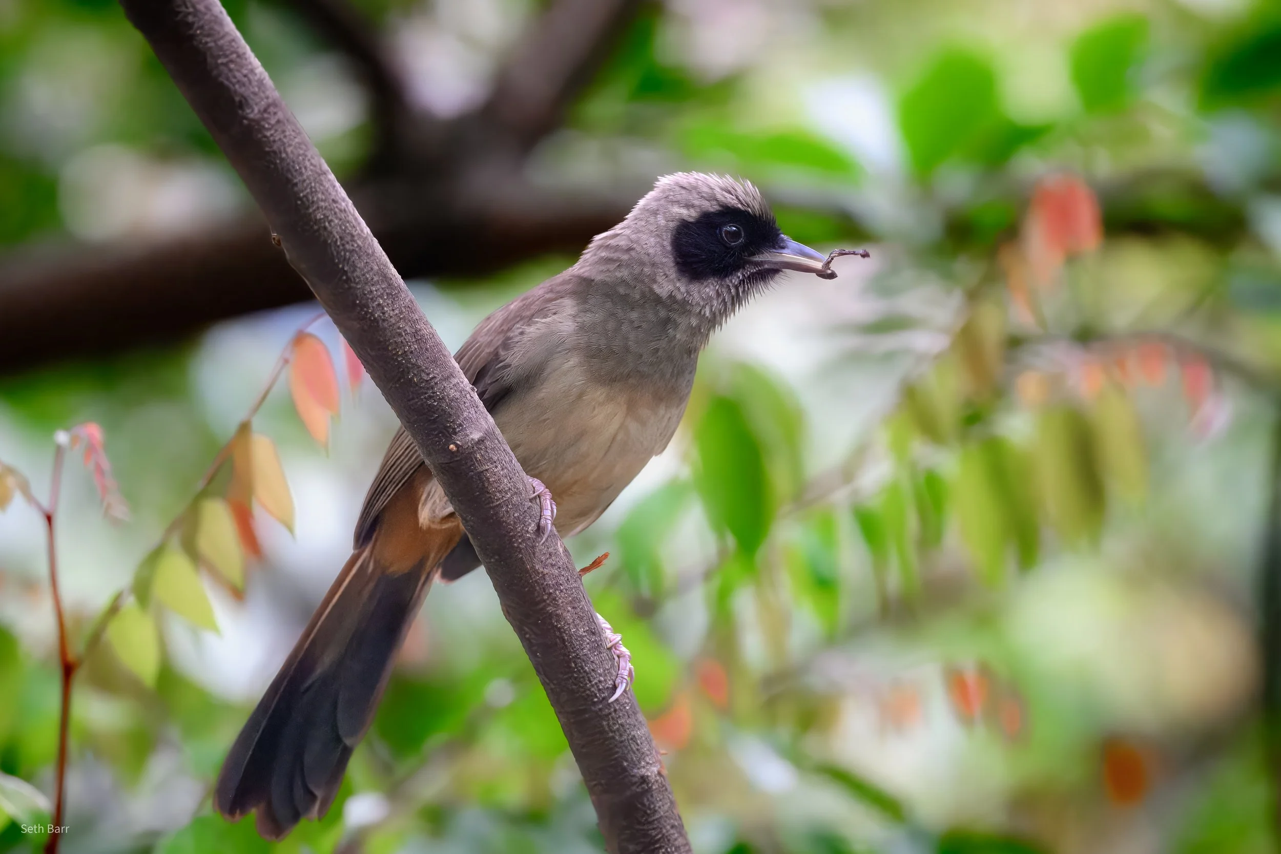 Masked Laughingthrush - Shaanxi Province