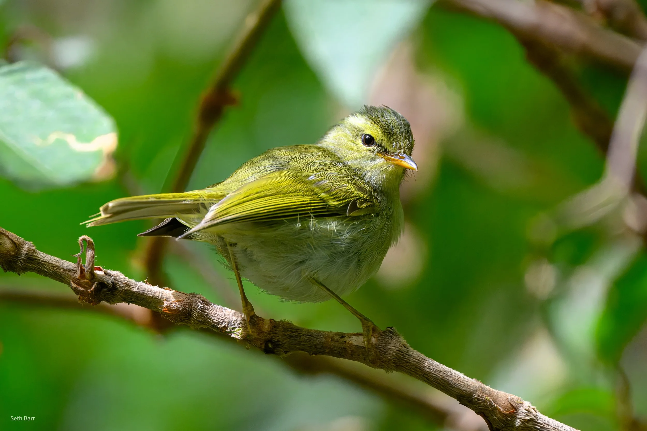 Blyth's Leaf Warbler
