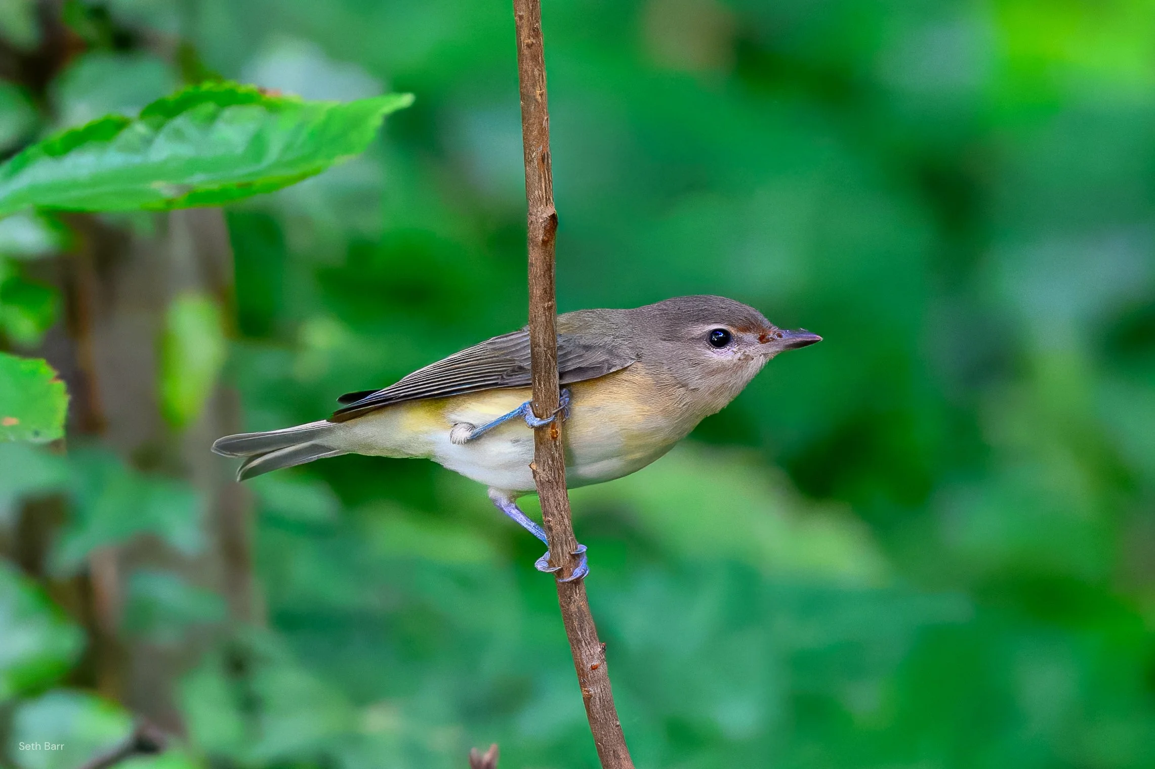 Warbling Vireo
