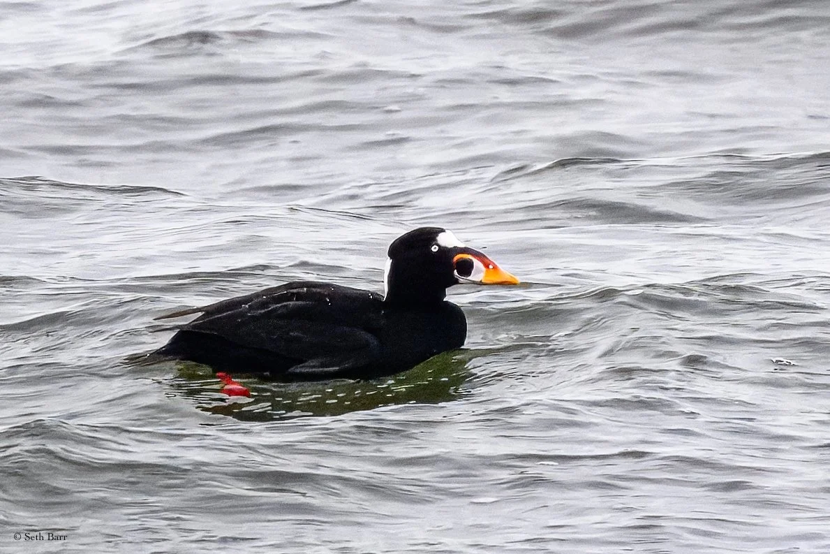 Surf Scoter