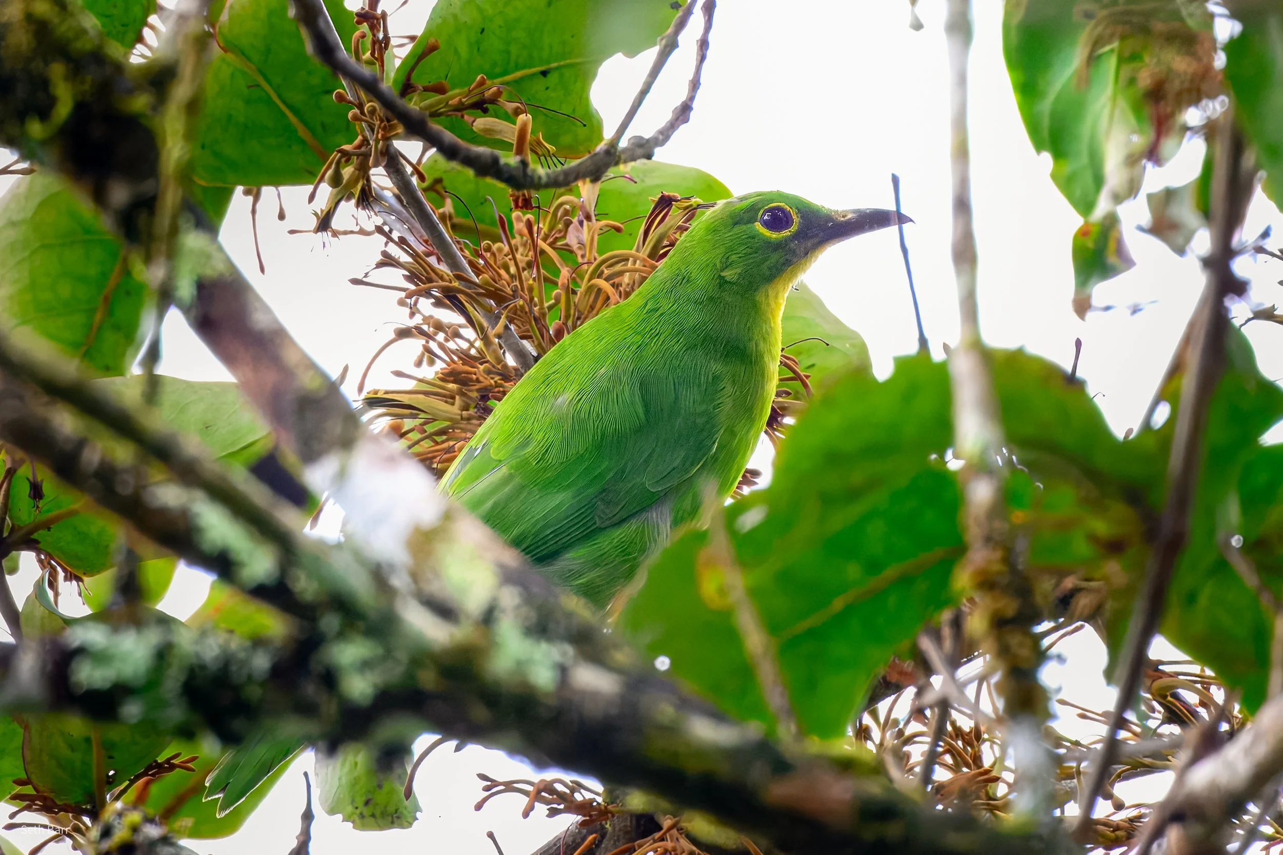 Greater Green Leafbird