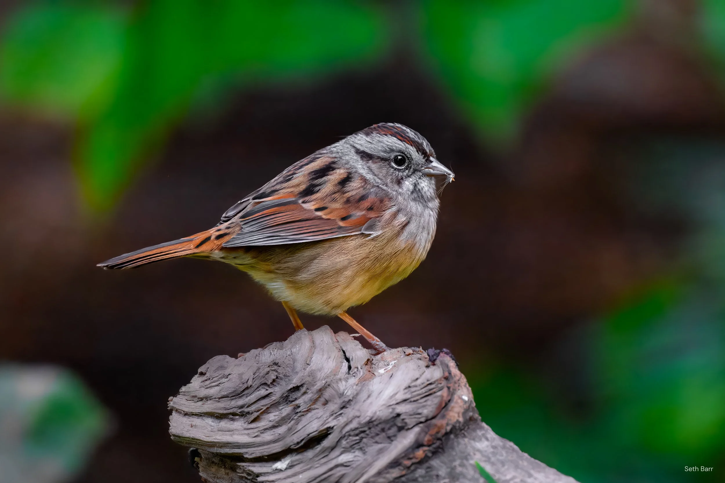 Swamp Sparrow