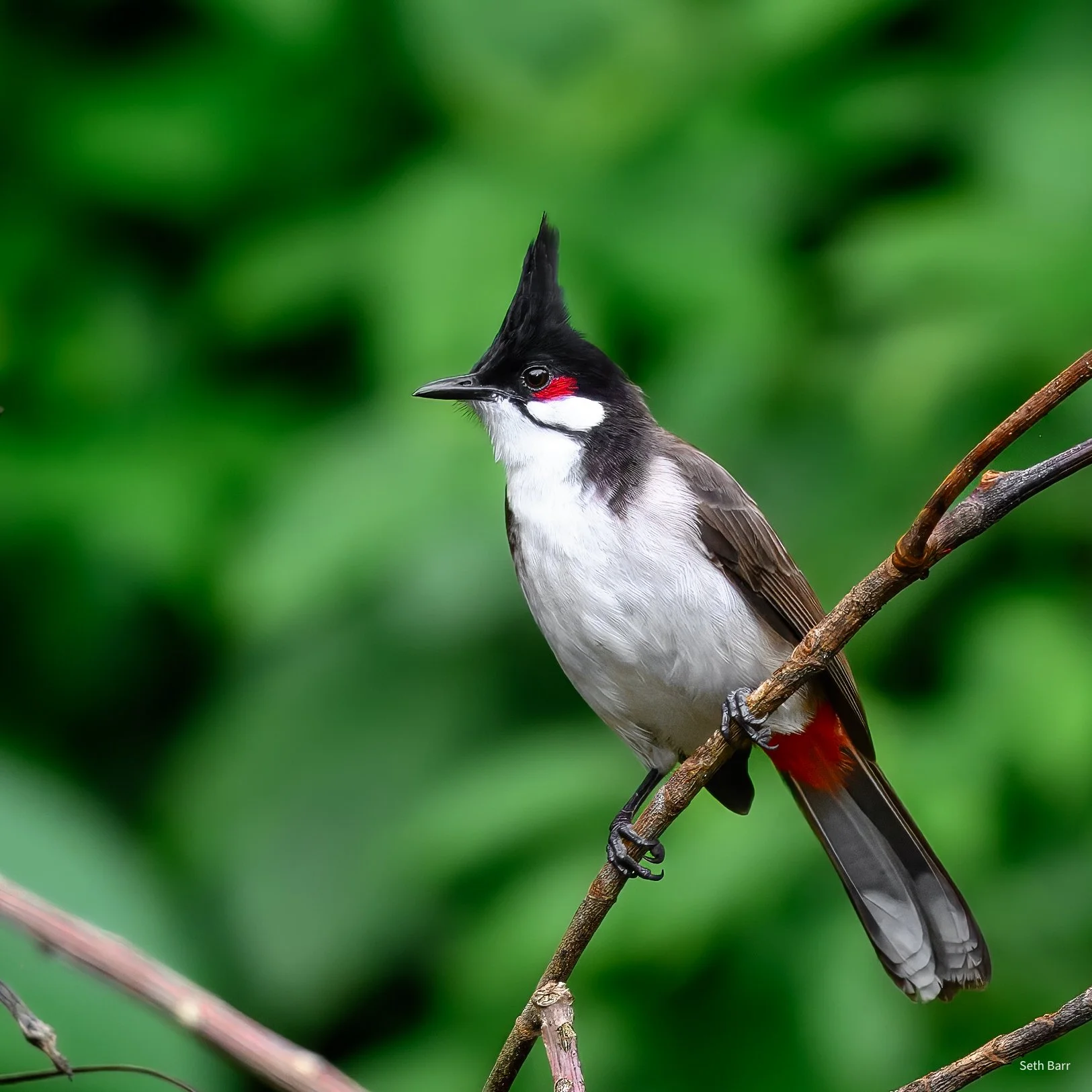 Red-Whiskered Bulbul