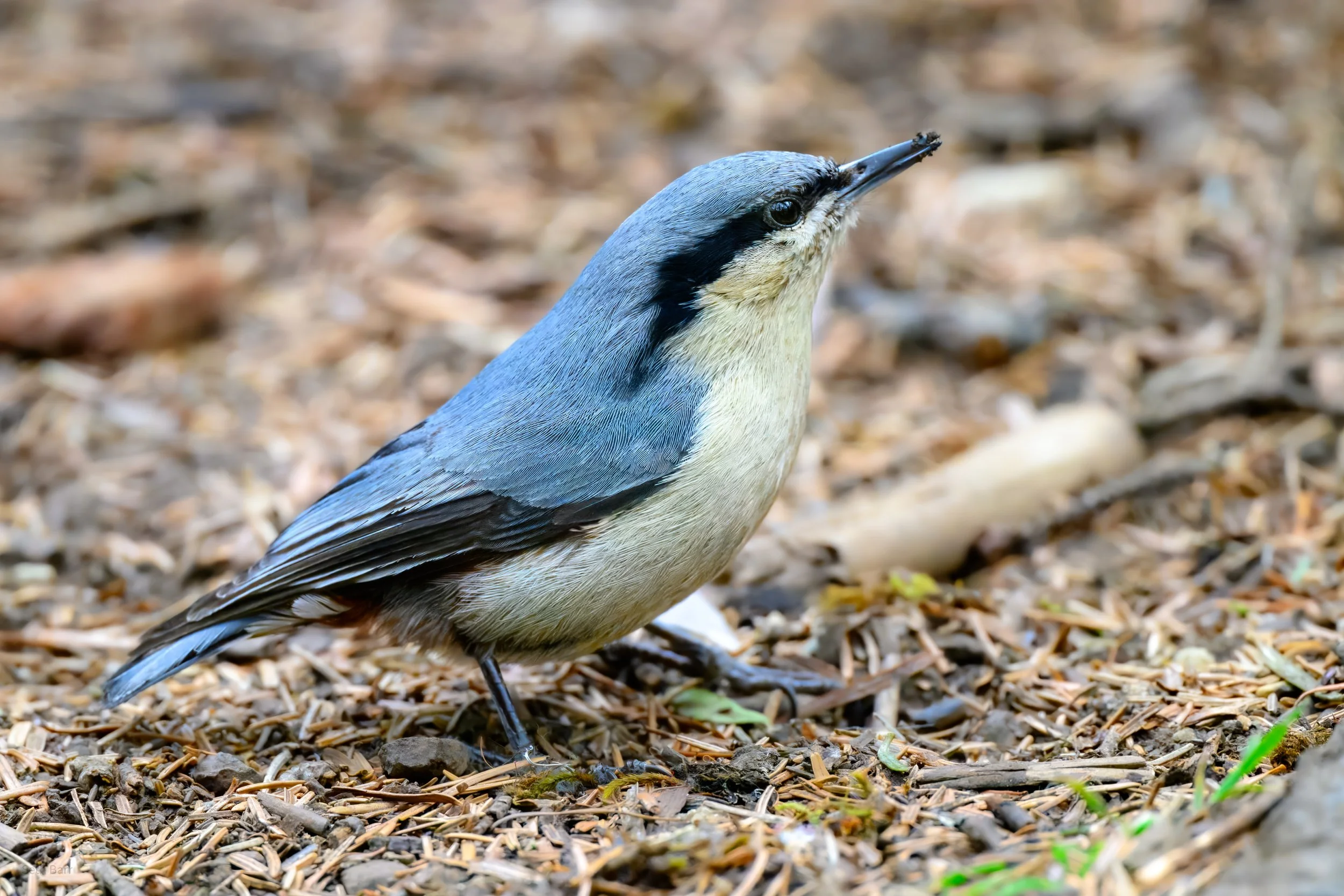 Chestnut-Vented Nuthatch - Yunnan Province