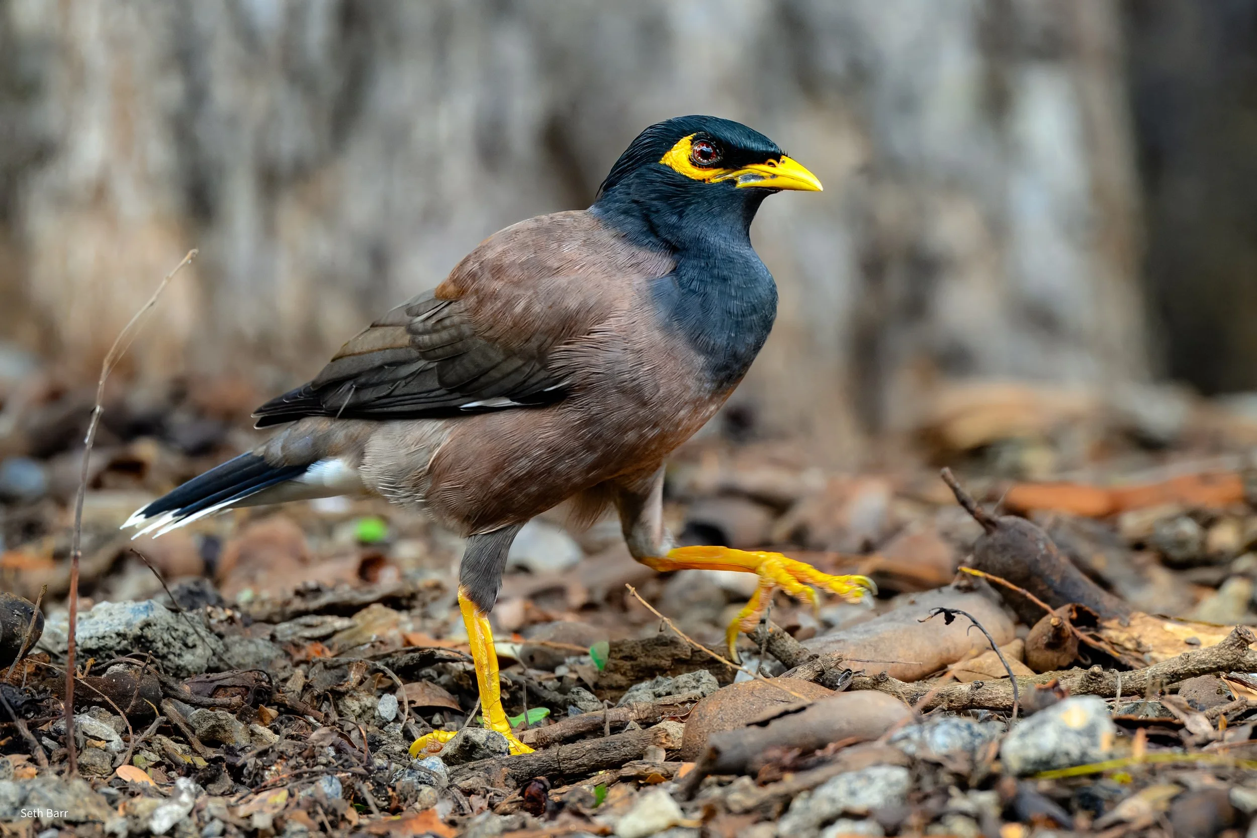 Common Myna