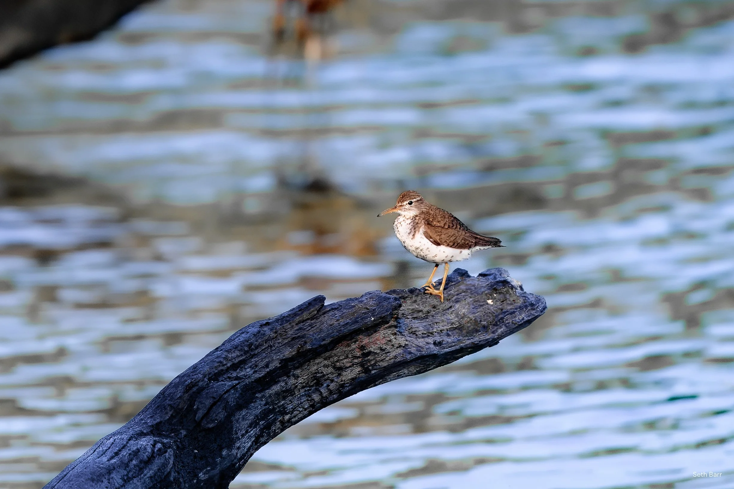 Spotted Sandpiper